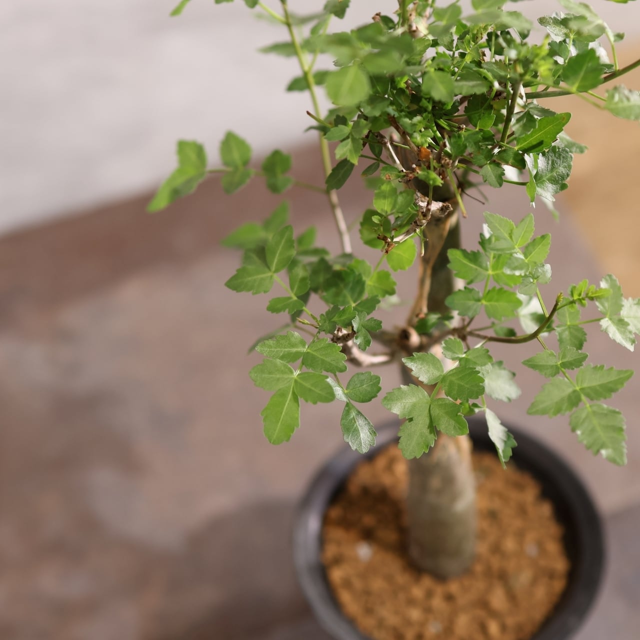 313 剥ける樹皮が魅せる『ブルセラ ファガロイデス Bursera fagaroides