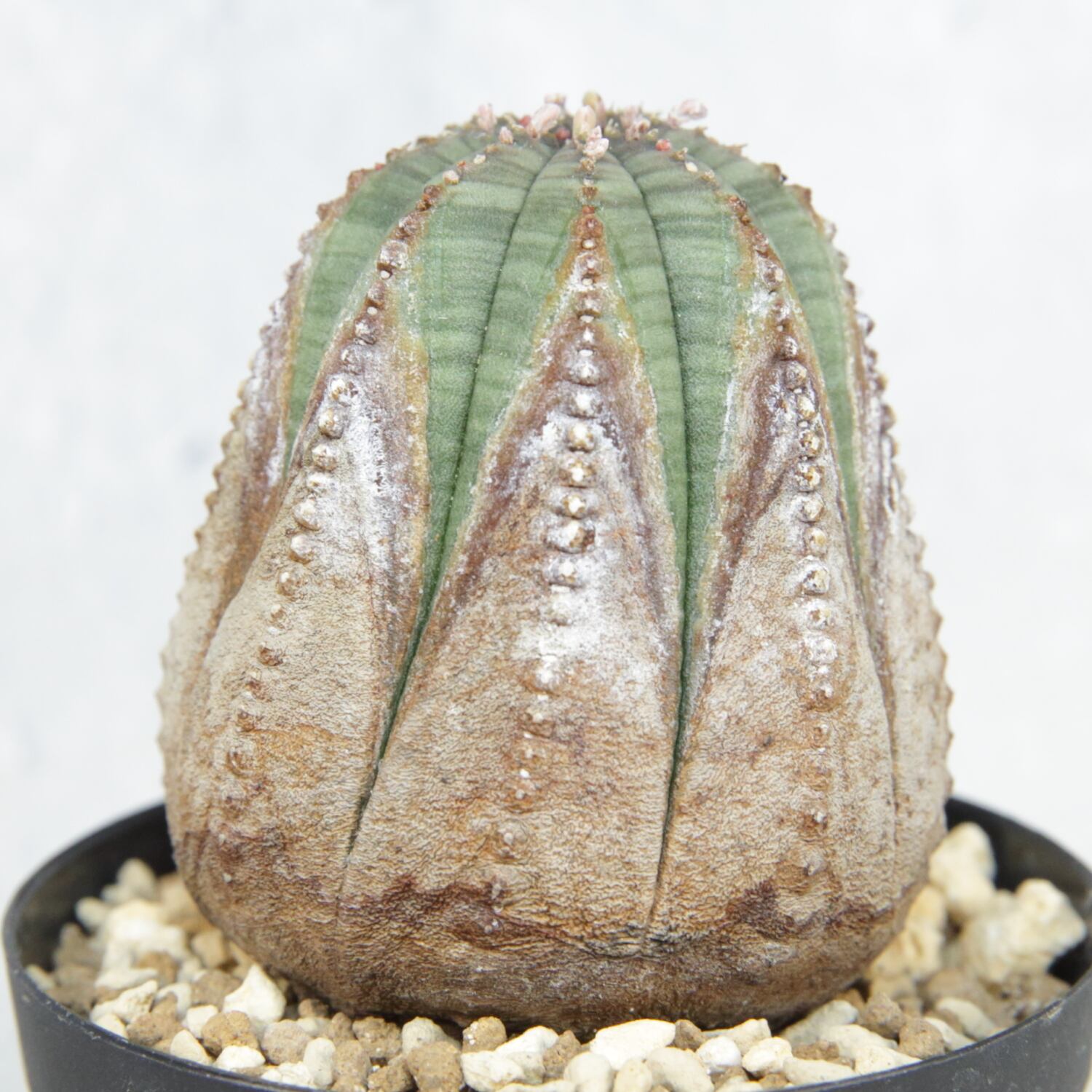 美模様 木質化 マイクロオベサ / ユーフォルビア | LIGHTHOUSE.PLANTS