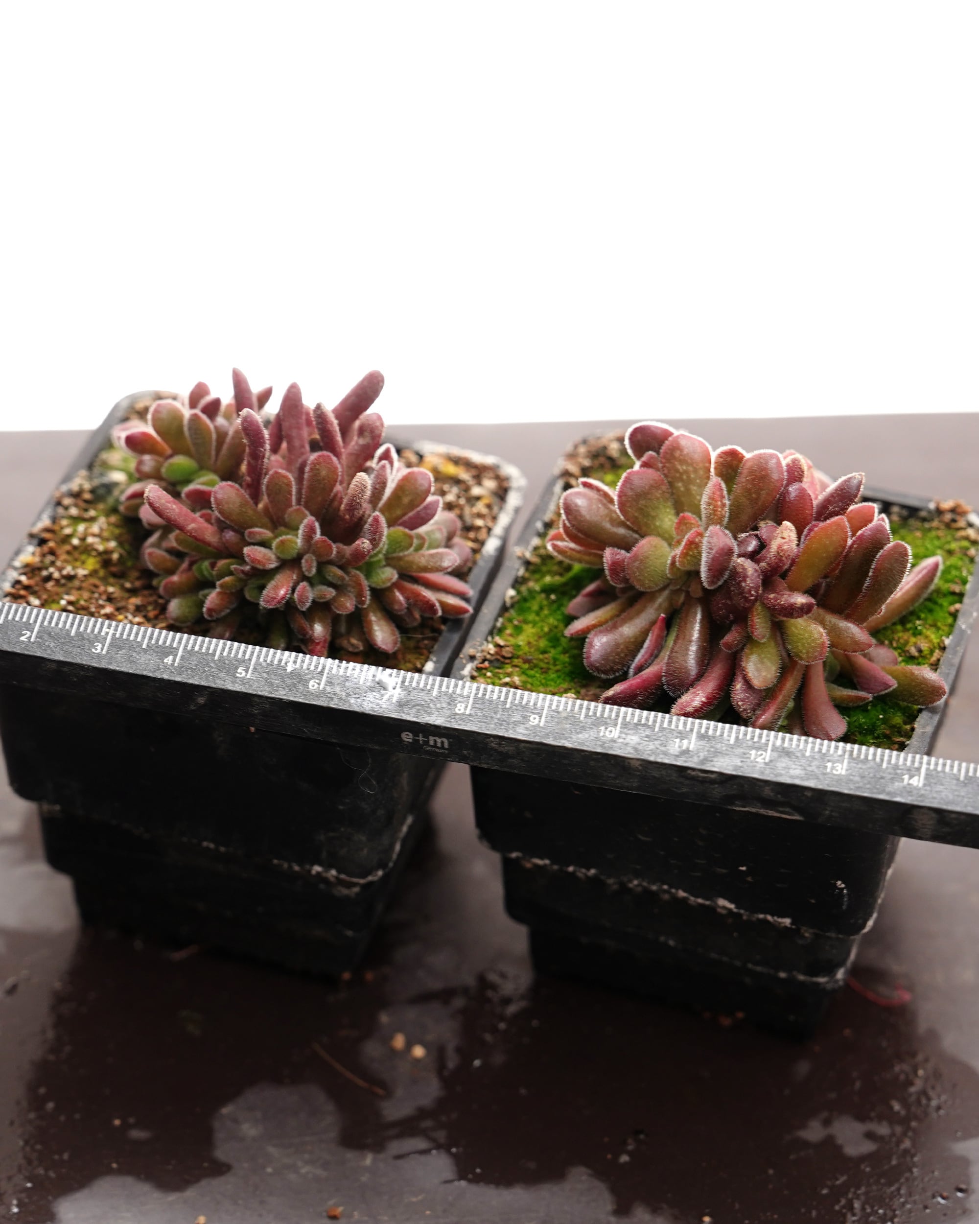 カット苗 クラッスラ プベスケンス Crassula pubescens | PUKUBOOK
