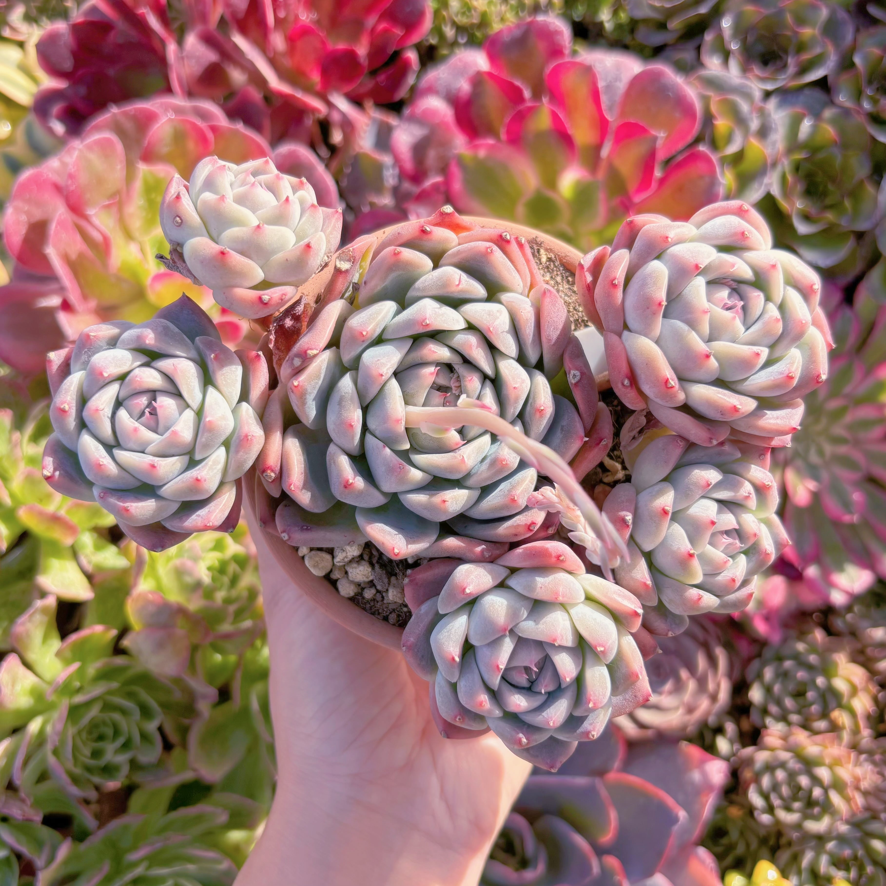 多肉植物　Alba Beauty　群生　在庫僅少　新入荷　るる農園