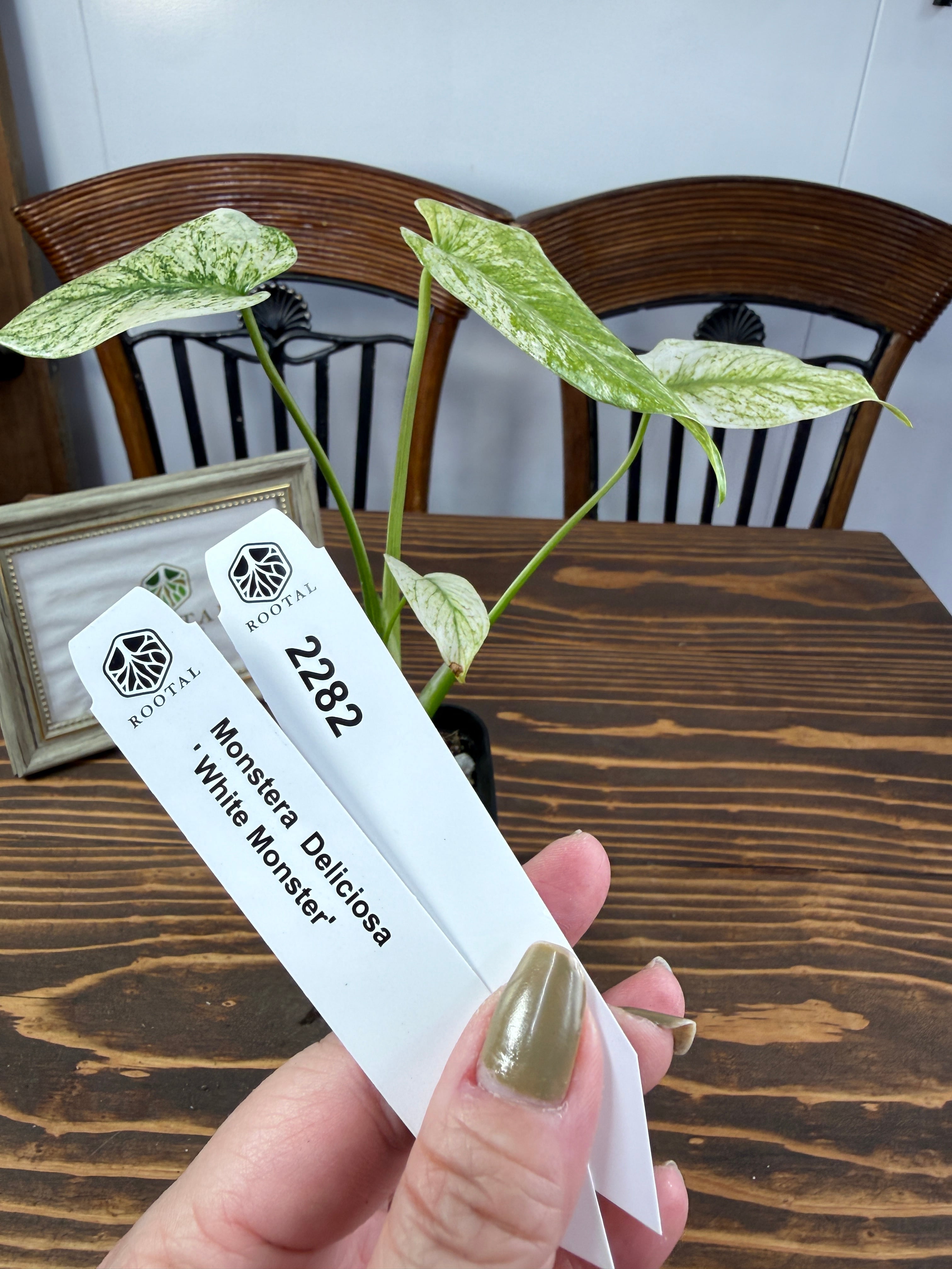 ★2282【美】モンステラ デリシオーサ ホワイトモンスター(2.5号硬質ポット)