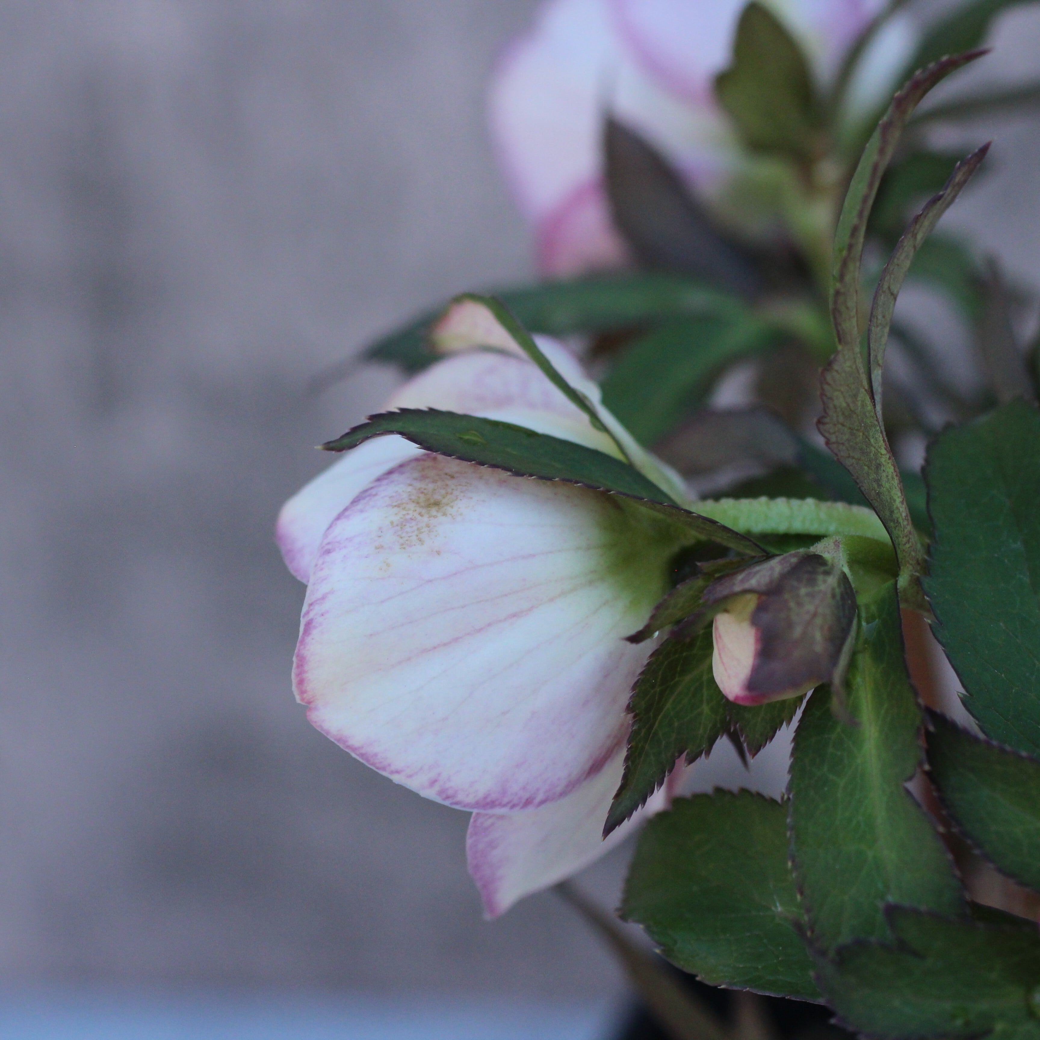 WS26-120 クリスマスローズ ウィンターシンフォニー ほんのりピンク