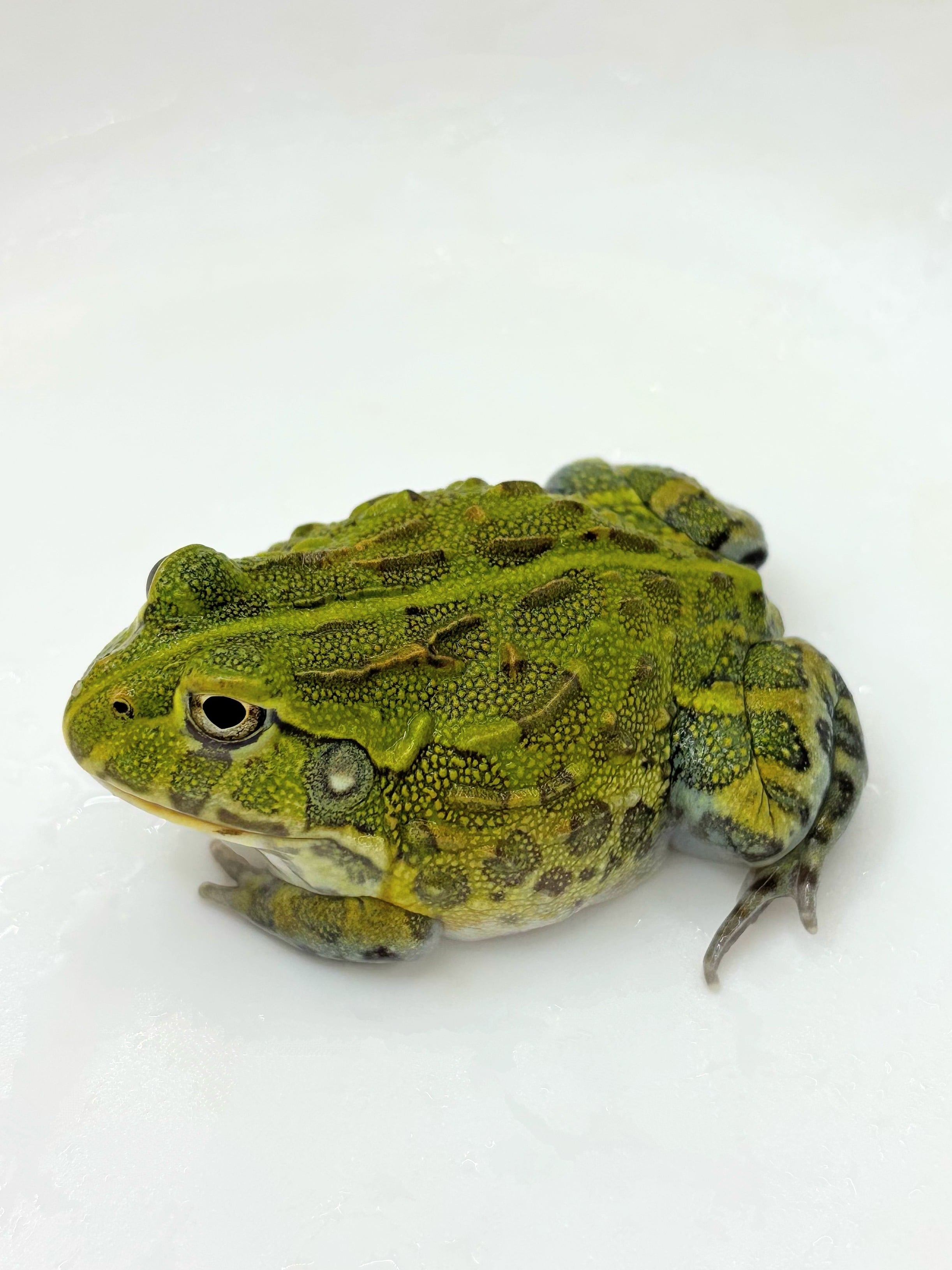 アフリカウシガエル⑥ 1匹 | まるころ商店〜まるくてころころした