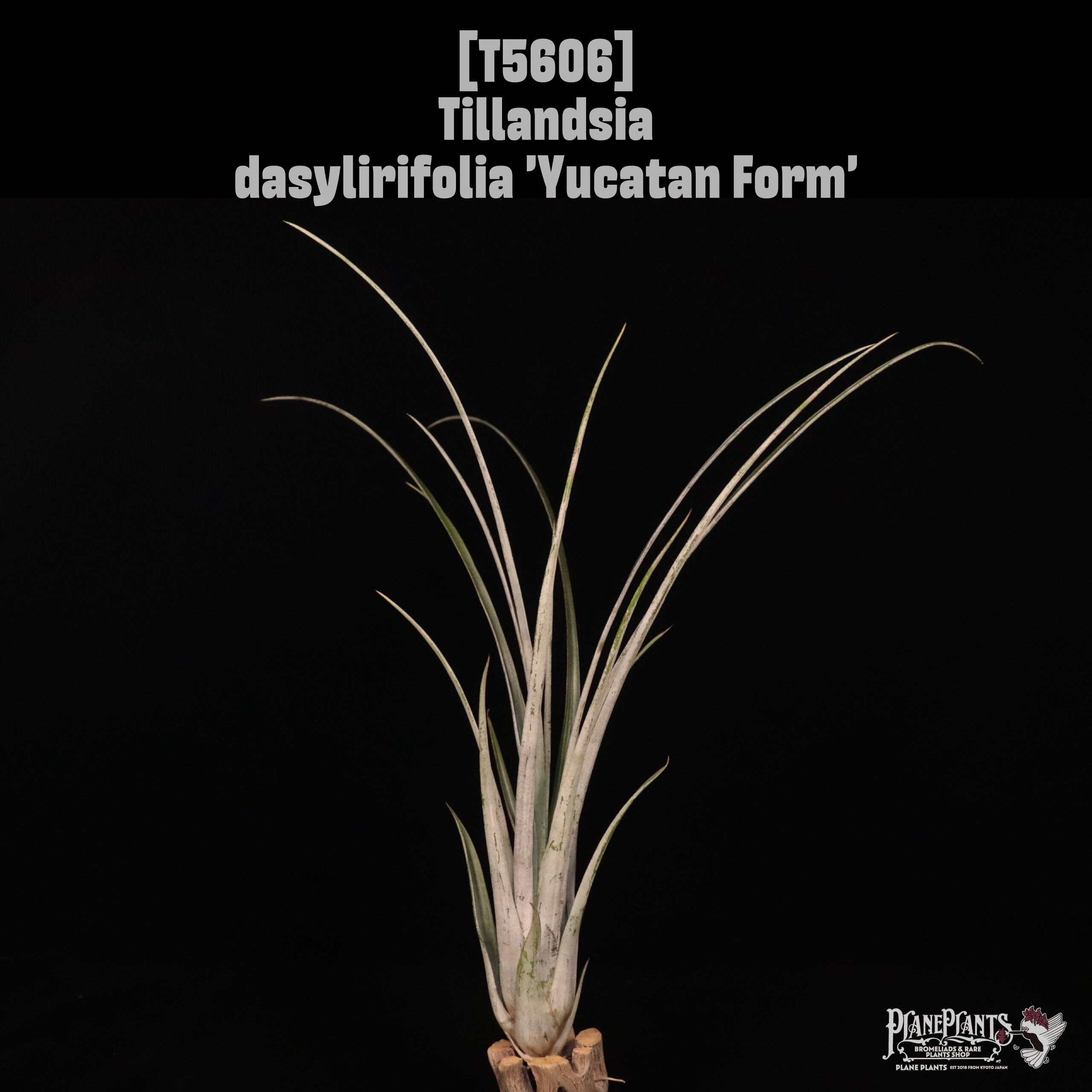 D | plane plants