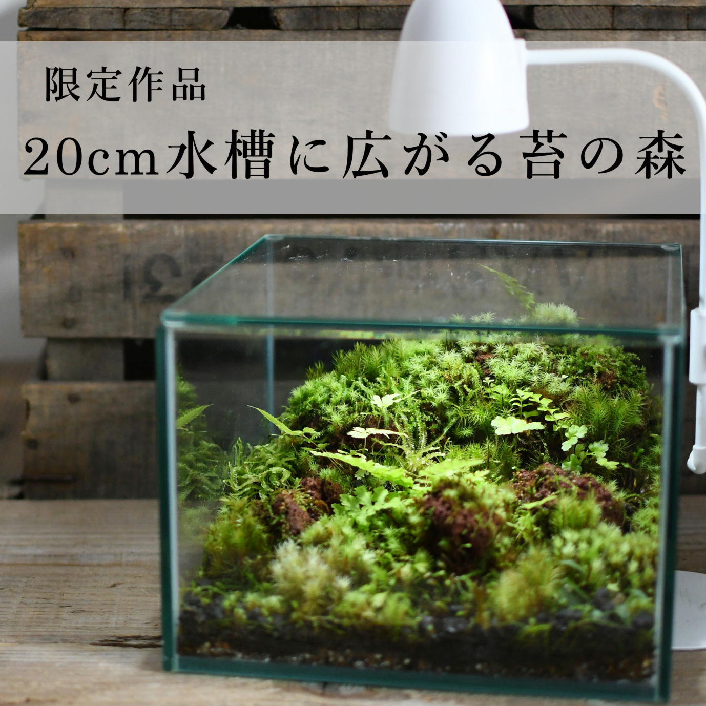 cm水槽に広がる苔の森 苔テラリウム 現物限定販売 苔テラリウム専門ショップ道草