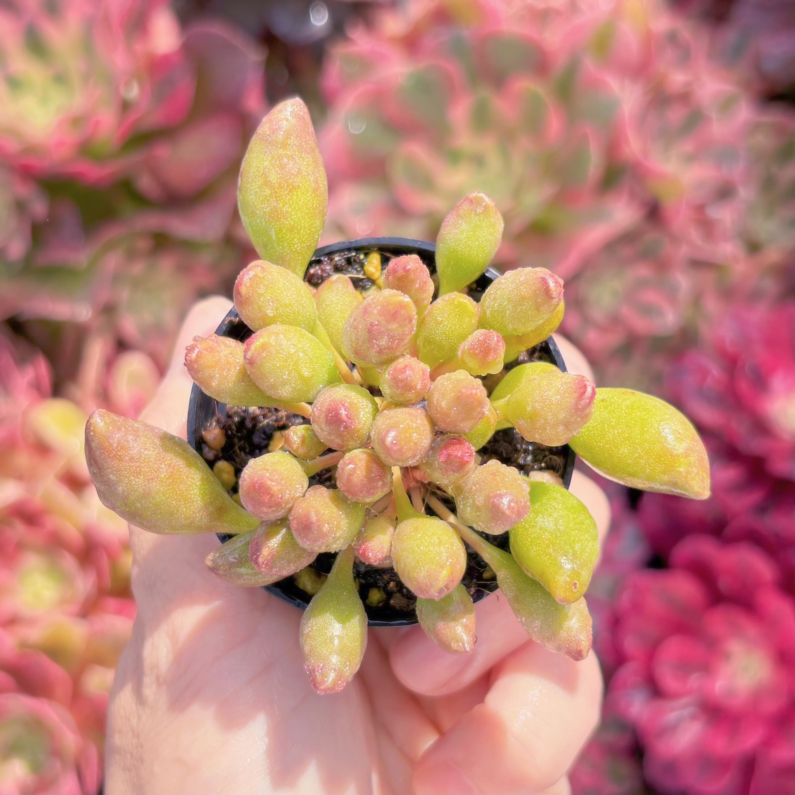 多肉植物　インディアンクラブ　群生　新入荷　るる農園