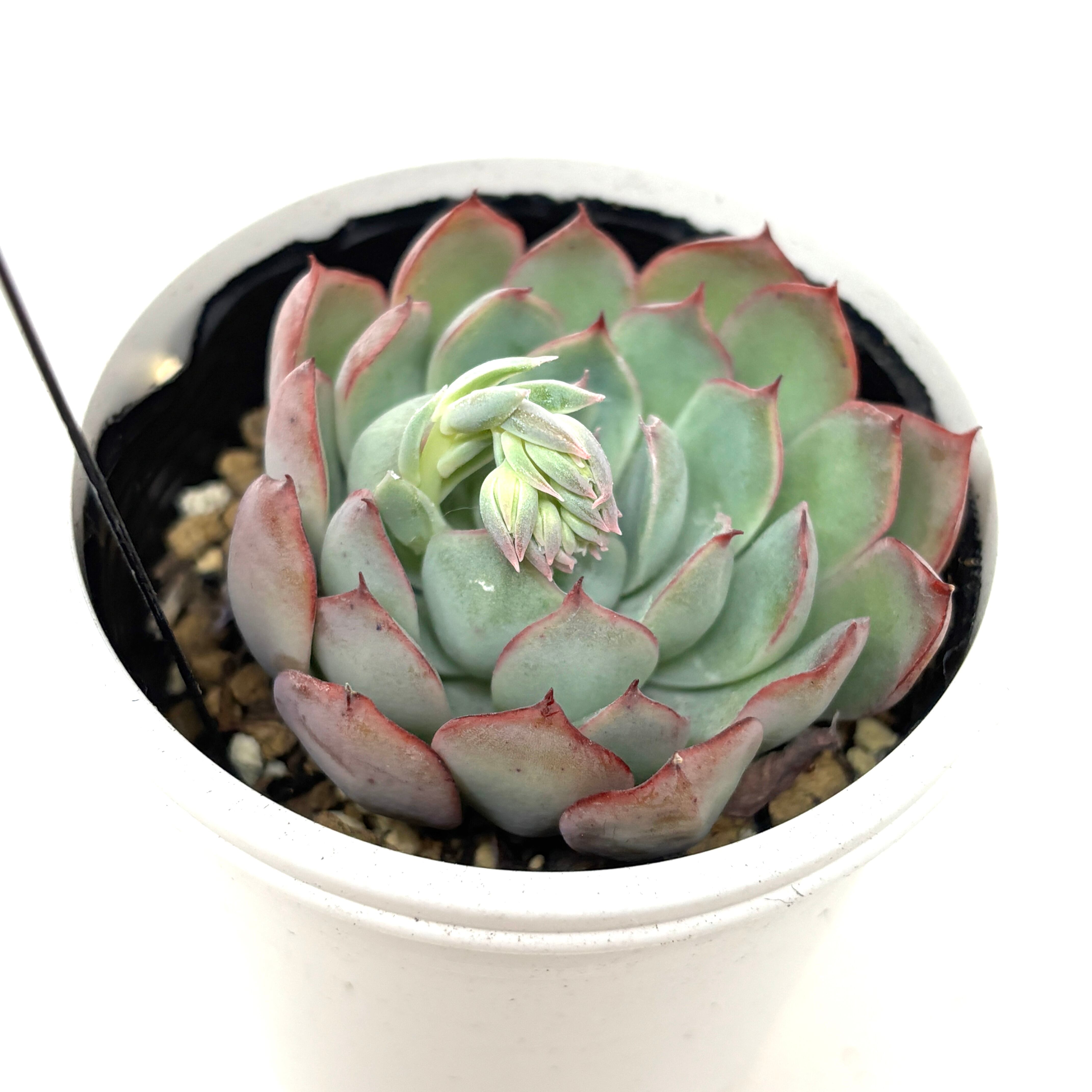 0418-D-346エジプト タワー24個 多肉植物 エケベリア（4月18日と19