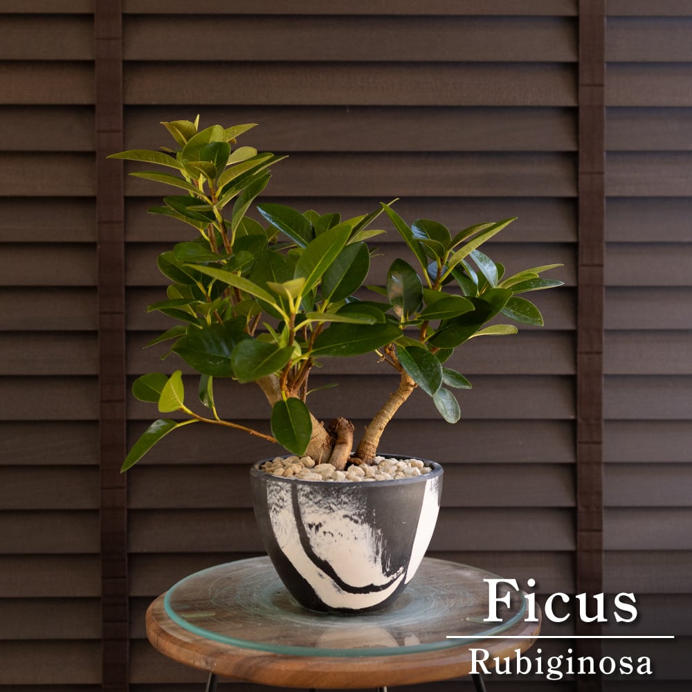 【鉢付き】エバーフレッシュ, 観葉植物 8b94860222ace7f82cdeecfe790d3c