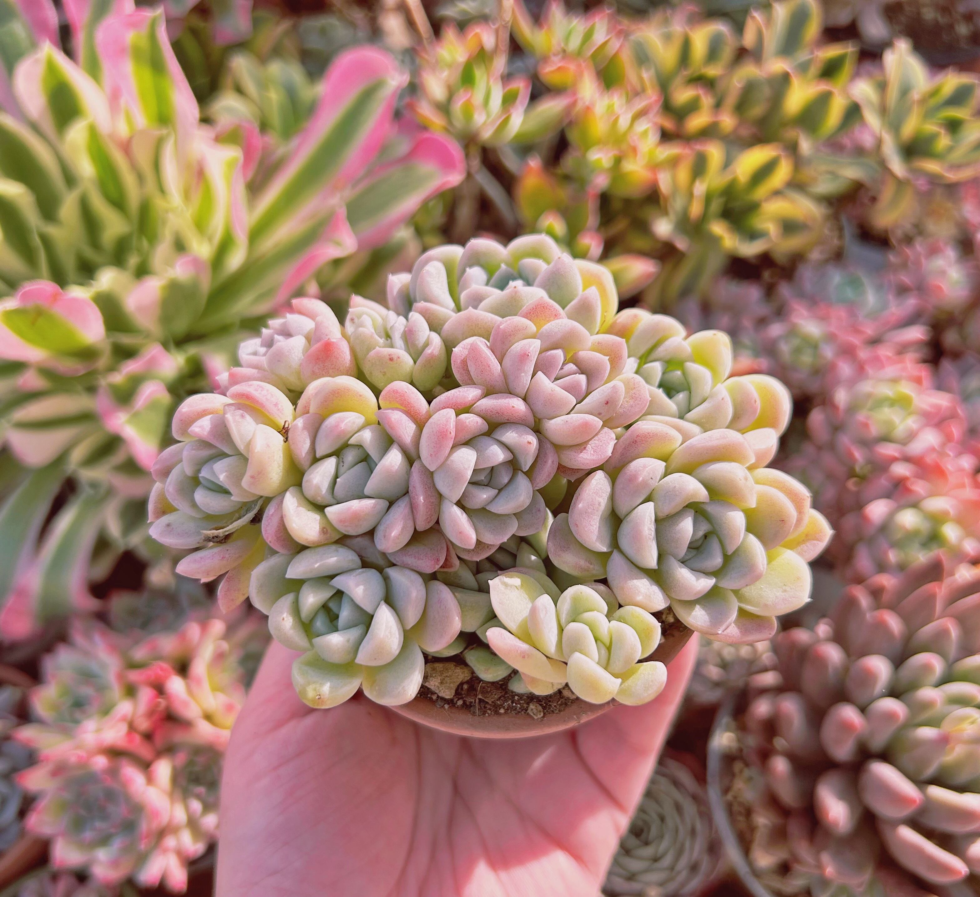 現物　多肉植物　クリーム美人　大群生