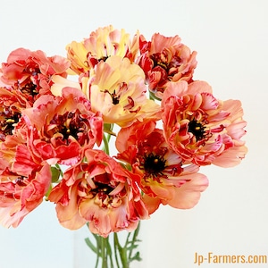 フラワースピリットのラナンキュラス　『シャルロットオレンジ』　10本　　