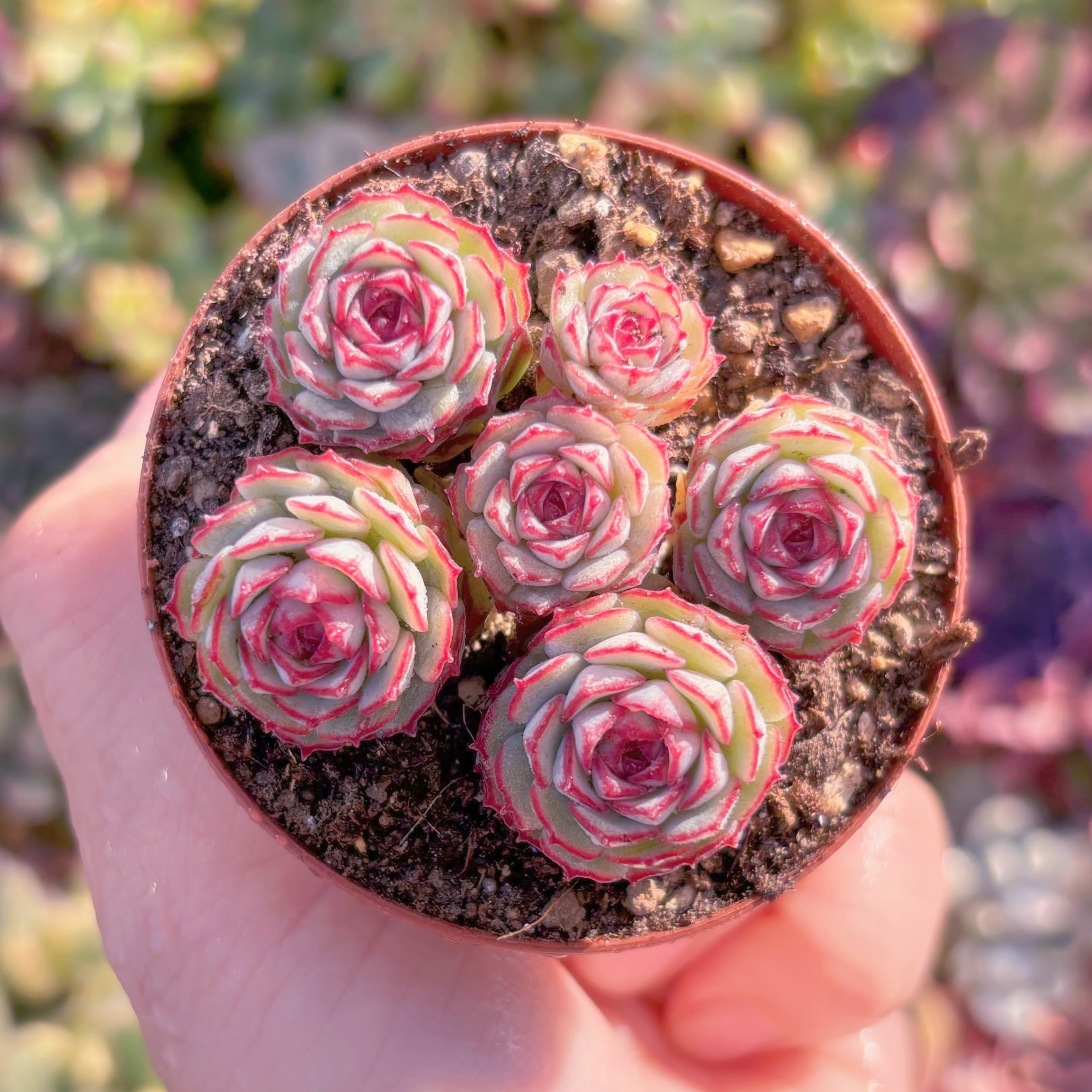 現品　グロブローサx静夜#M078　群生　新入荷　るる農園