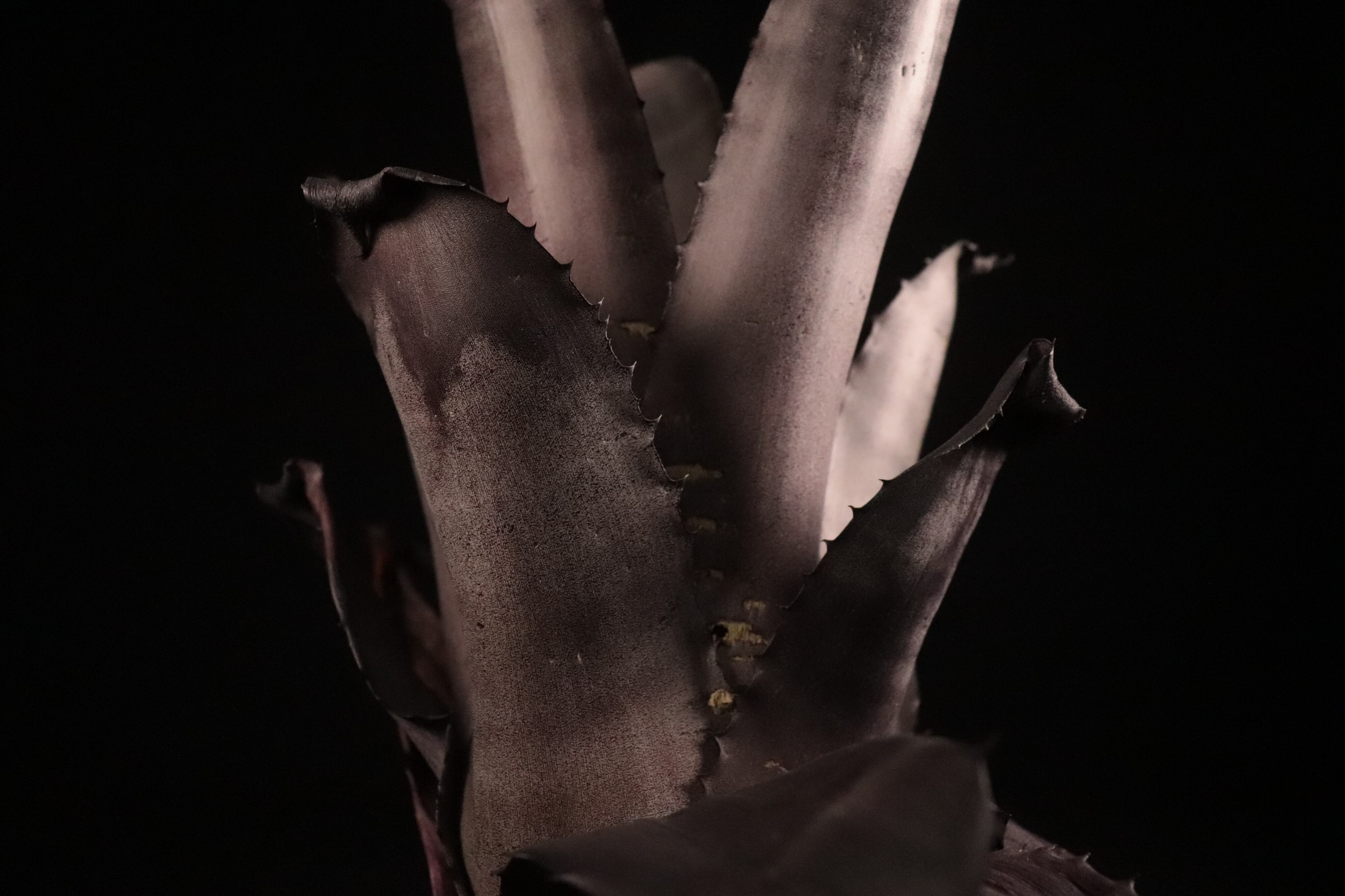 送料無料】 xHohenmea Psycho〔ホヘンメア〕現品発送H0115 | plane plants