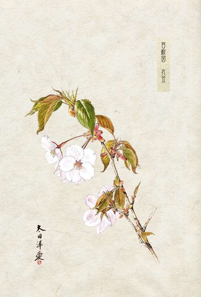 百桜図　衣笠　ポストカード