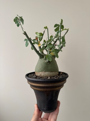 【新着】Adenia spinosa × deracinefactory【ぽてんとしたシルエットが可愛い】アデニア スピノーサ