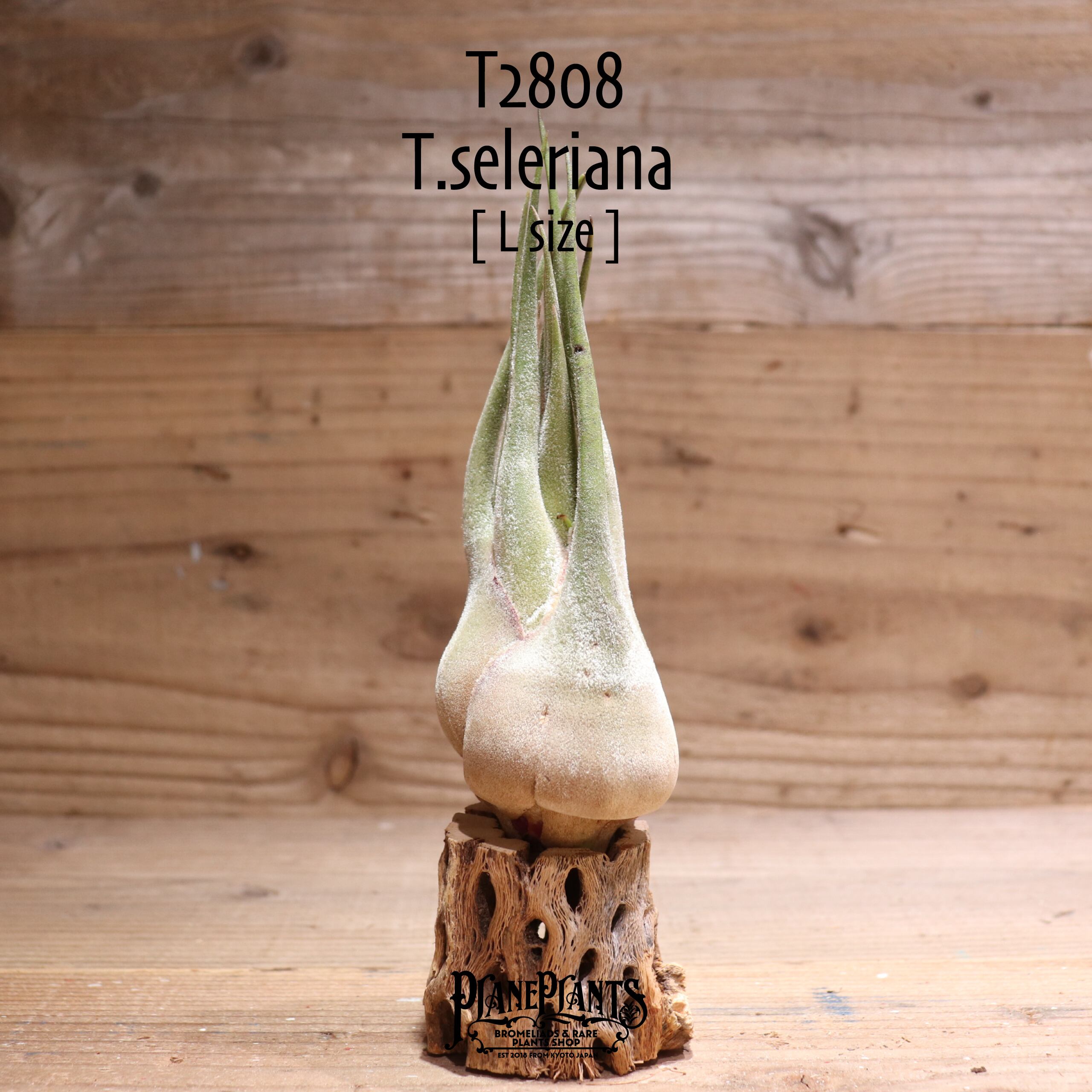 【送料無料】セレリアナ L〔エアプランツ〕現品発送T2808