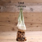 【送料無料】セレリアナ L〔エアプランツ〕現品発送T2808