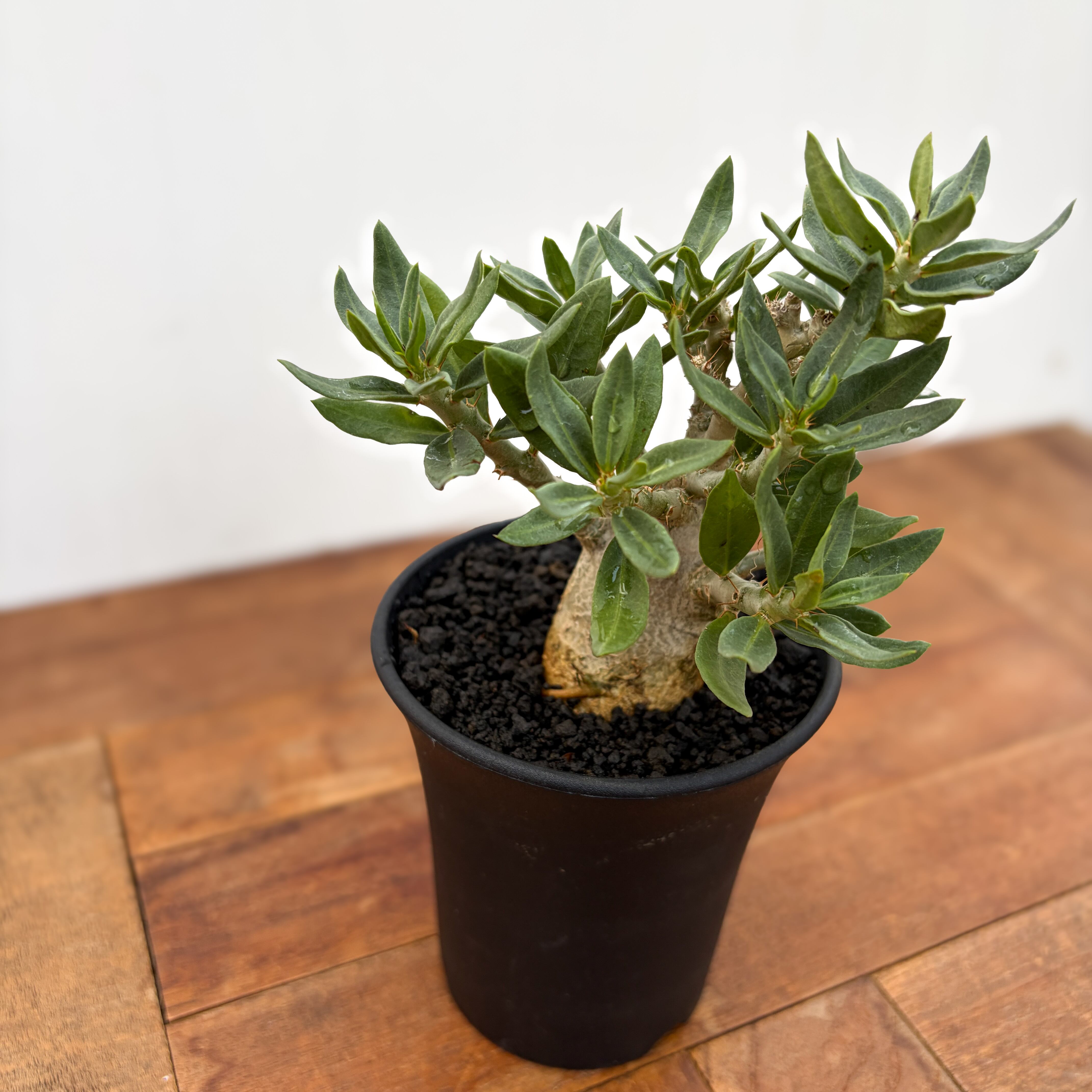 Pachypodium bispinosum【パキポディウム・ビスピノーサム・実生