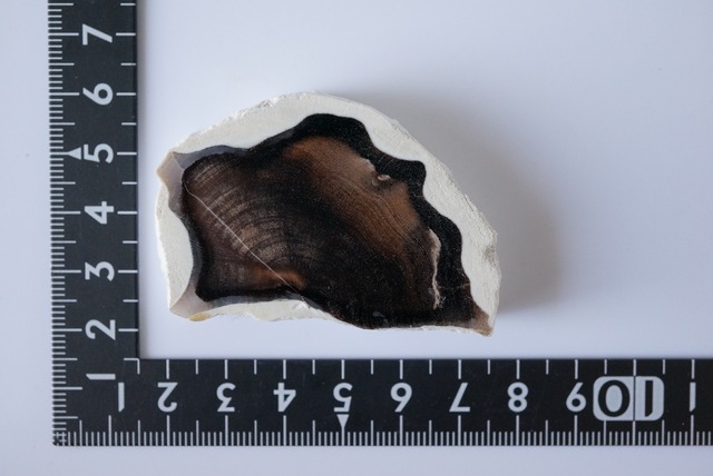 ハンガリー産珪化木 Betula sp.