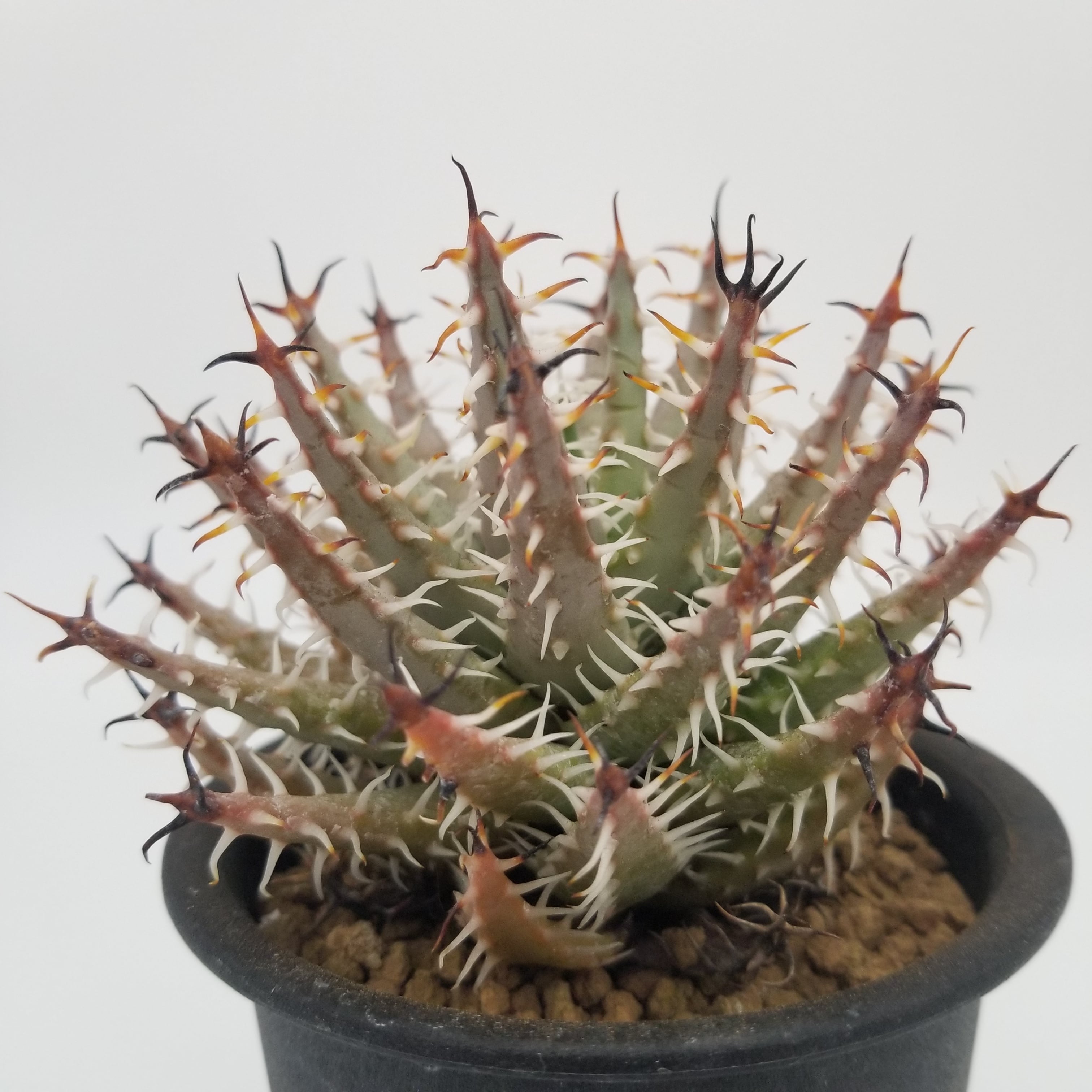 アロエ エリナケア メラナカンサ 幹立ち アロエ エリナケア / Aloe