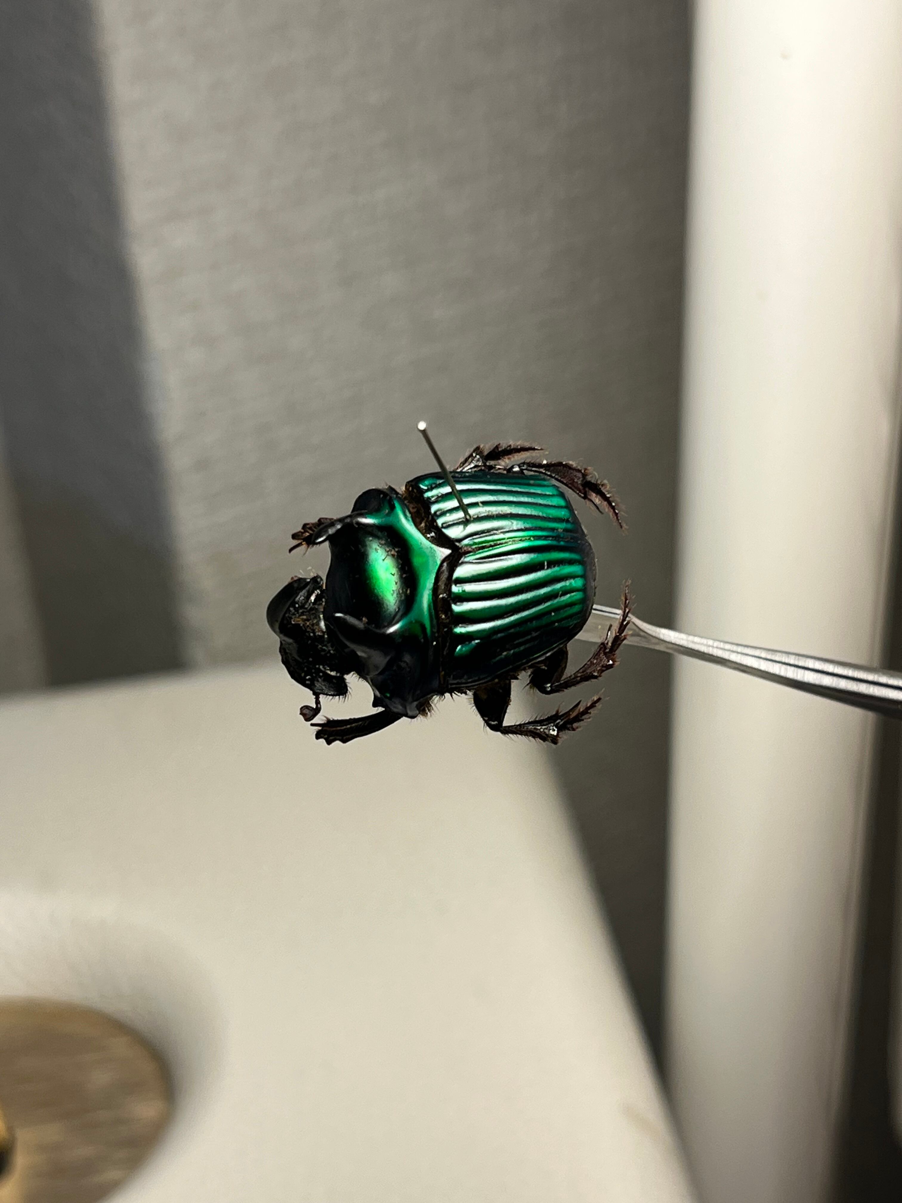 26mm♂】ミドリツヤダイコクコガネ フンチュウ糞虫昆虫標本甲虫
