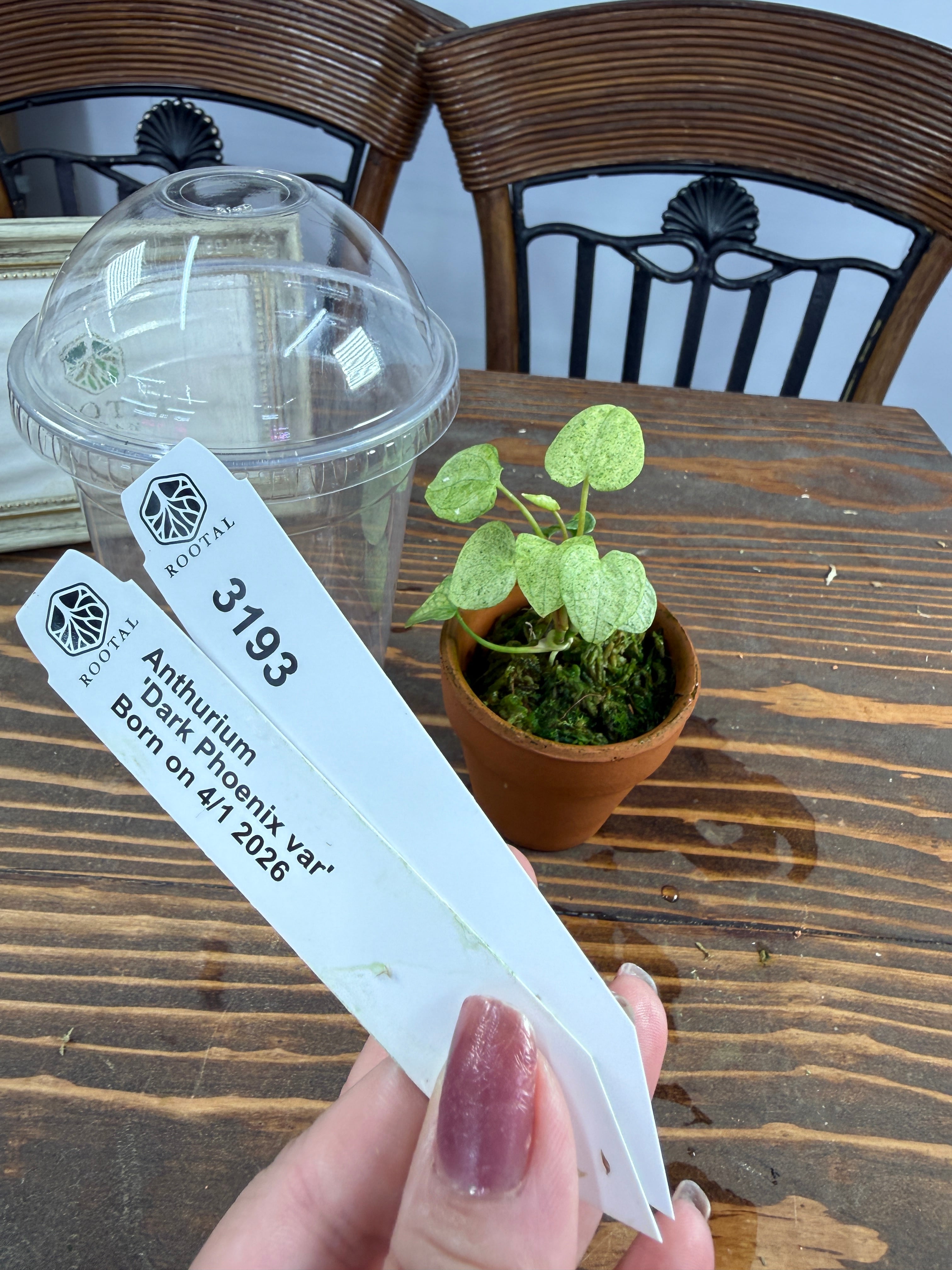 アンスリウム | ROOTALPLANTS