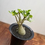 Adenium obesum【アデニウム・オベスム】