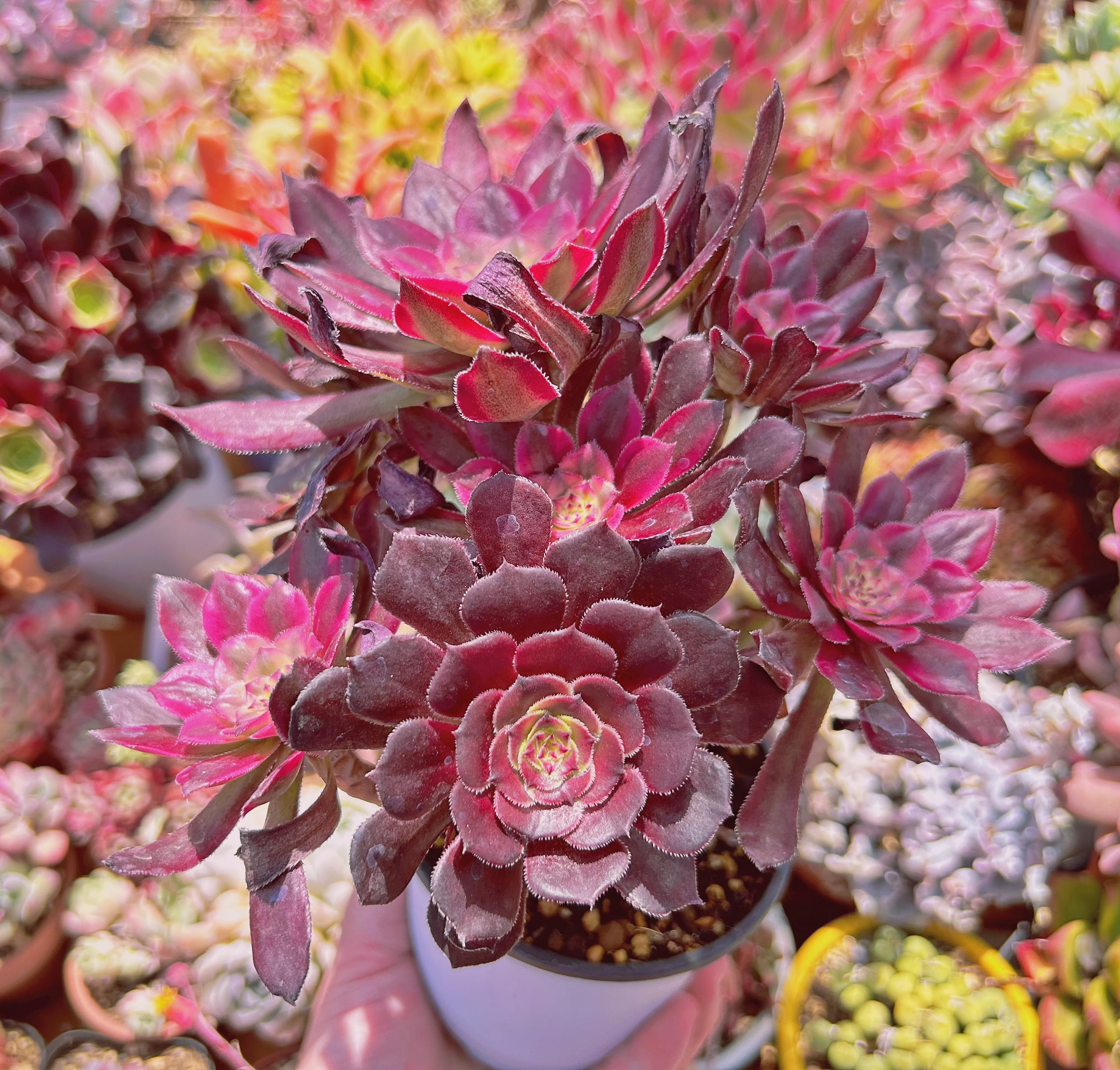 Top【選抜株】多肉植物　264282アエオニウム　マリド　12個　鉢無し/脱土 多肉植物 マリド錦(Aeonium) 8頭以上 特大 | るる農園~多肉植物専門