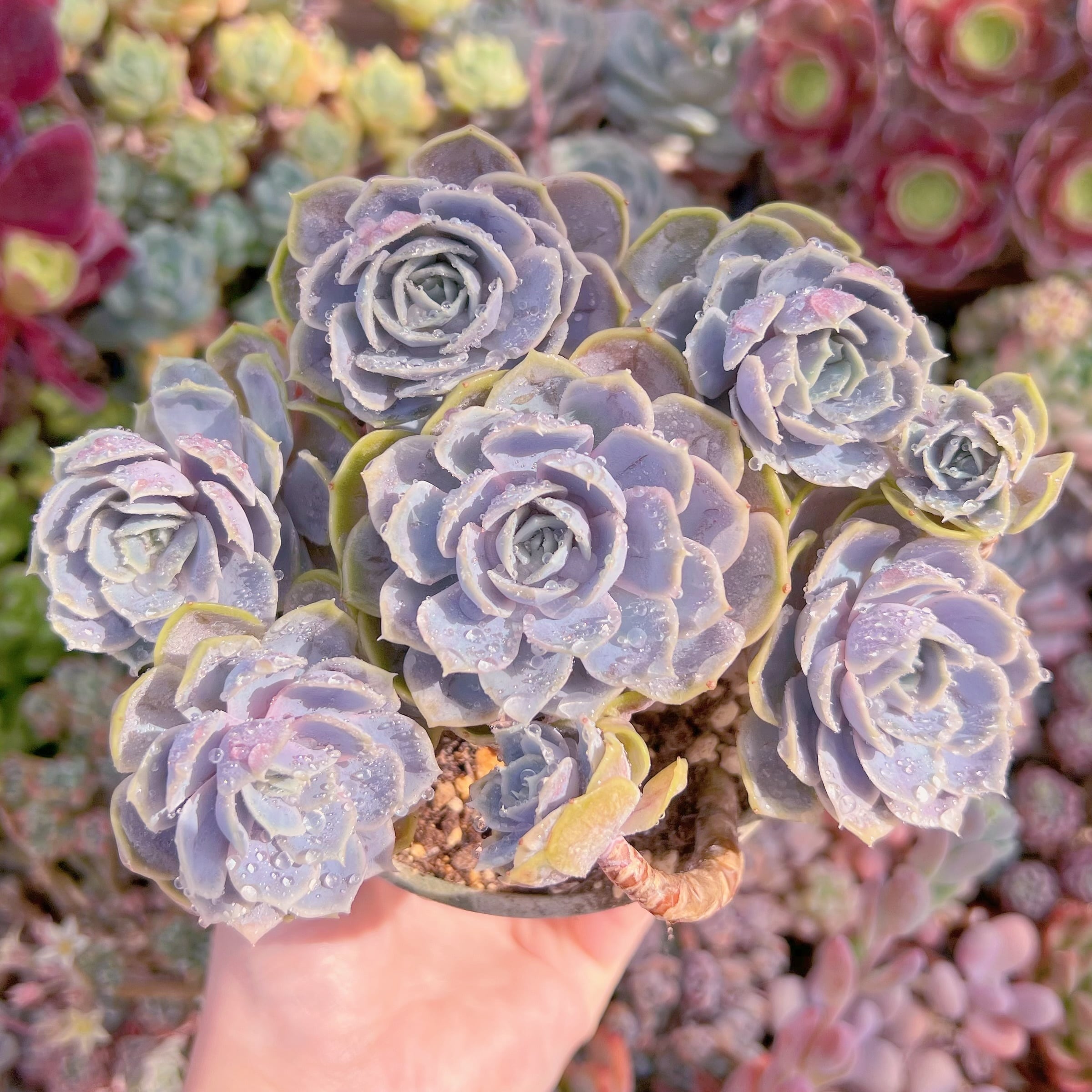 現品　Blue Surprise#A31　大群生　るる農園