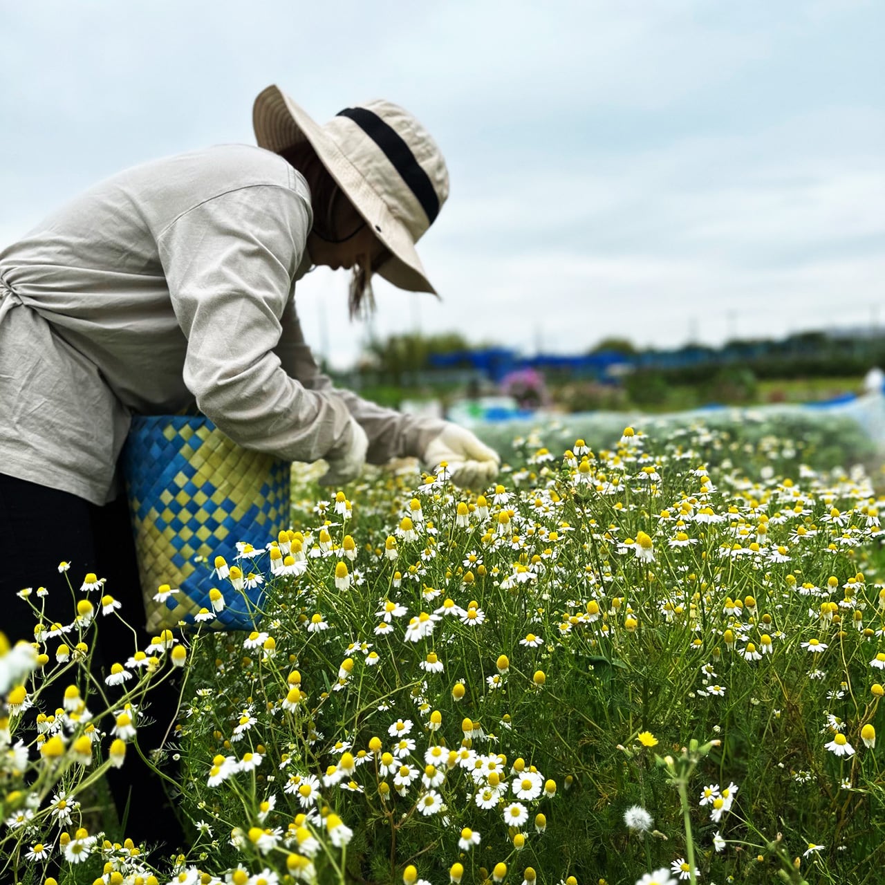 NAKATSU GIN（ カモミール 4th ） | 中津川蒸留所 NAKATSU GIN