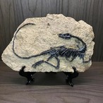 置物　恐竜　化石　骨　骨格標本　骨格模型　おもちゃ　知育　インテリア　ギフト　贈り物　誕生日　ディブロドクス　翼竜