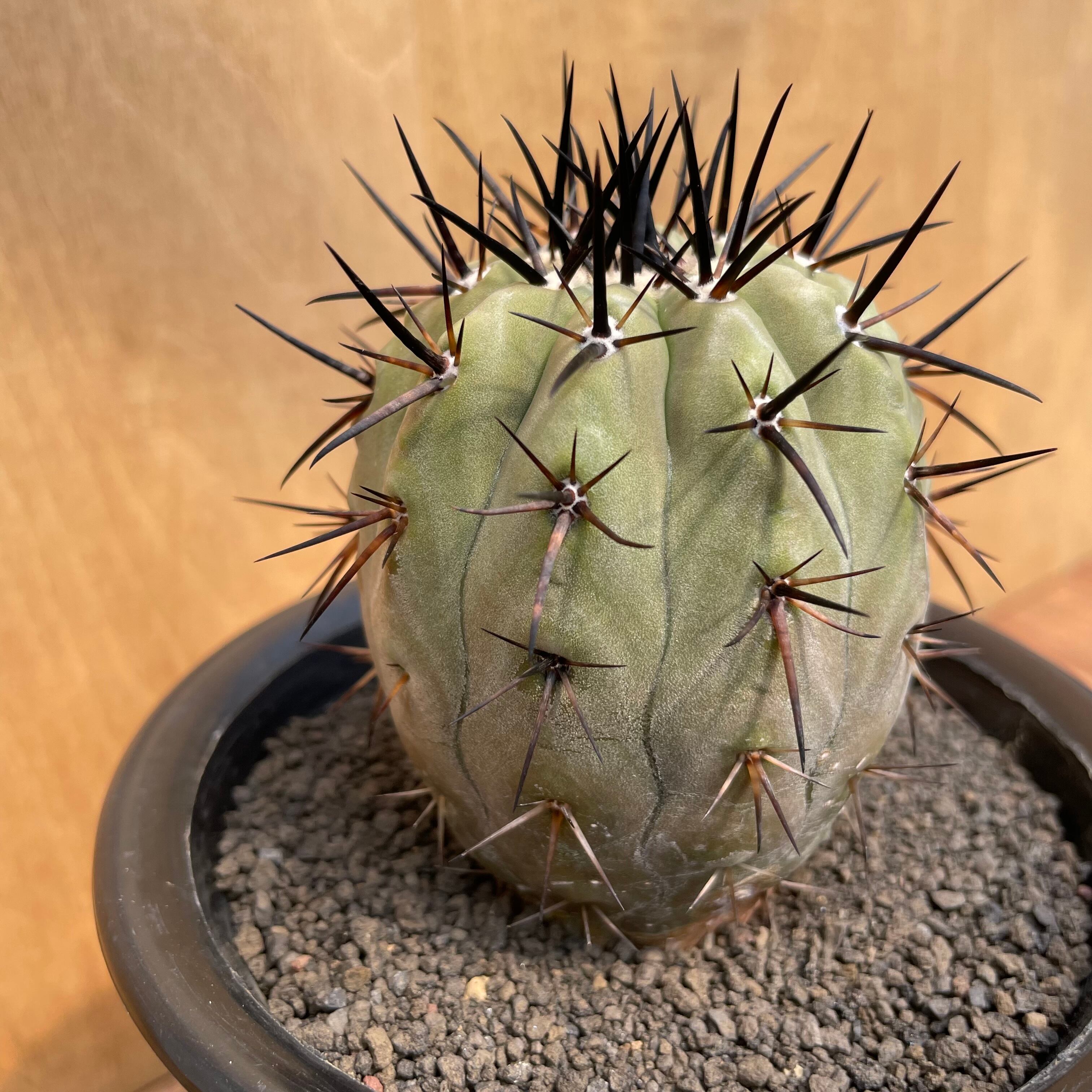 copiapoa 黒王丸　実生 実生記録]コピアポア・黒王丸-PlantsLog.GIF