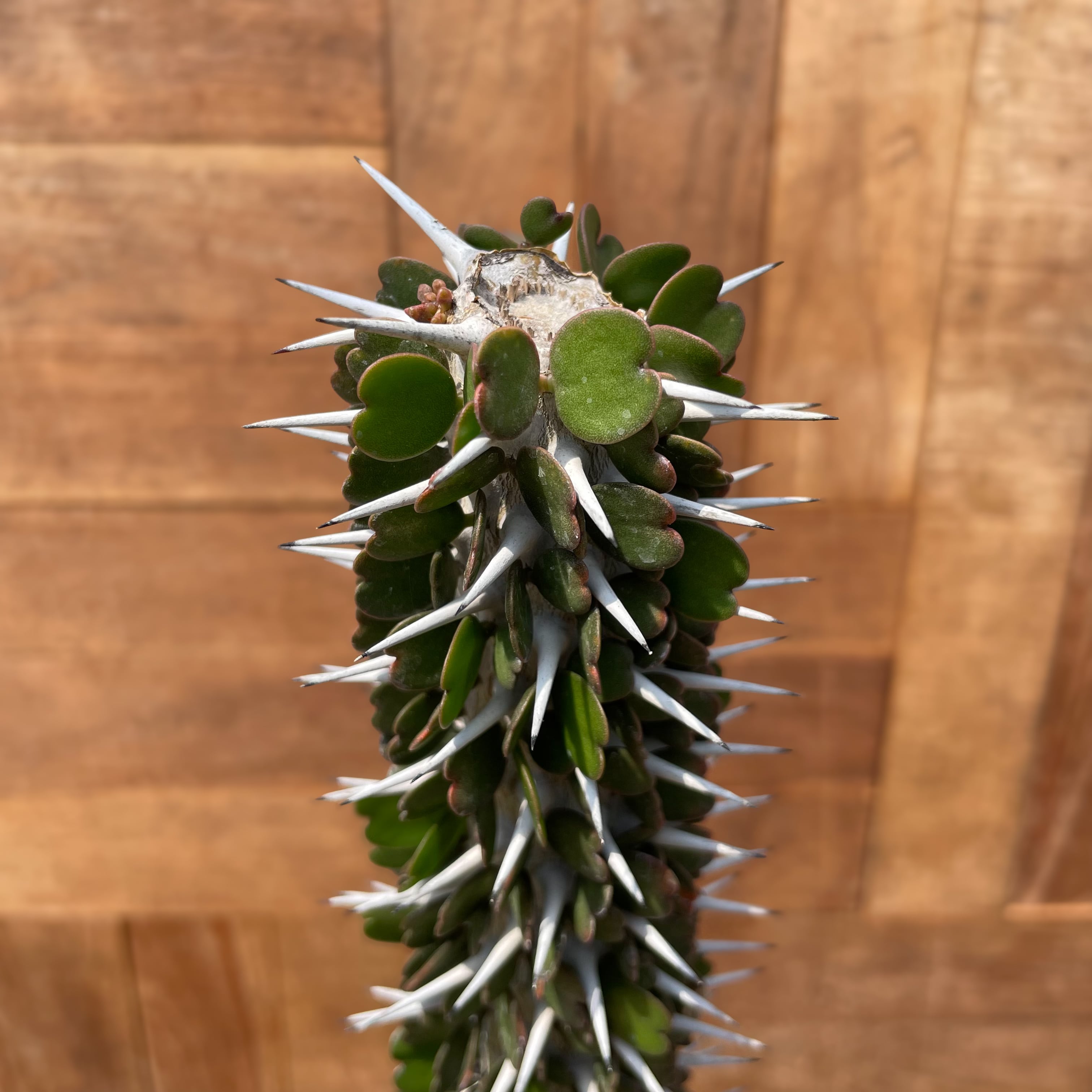 極上　アローディア　アスケンデンス　カット苗　未発根 極上 アローディア アスケンデンス カット苗 未発根