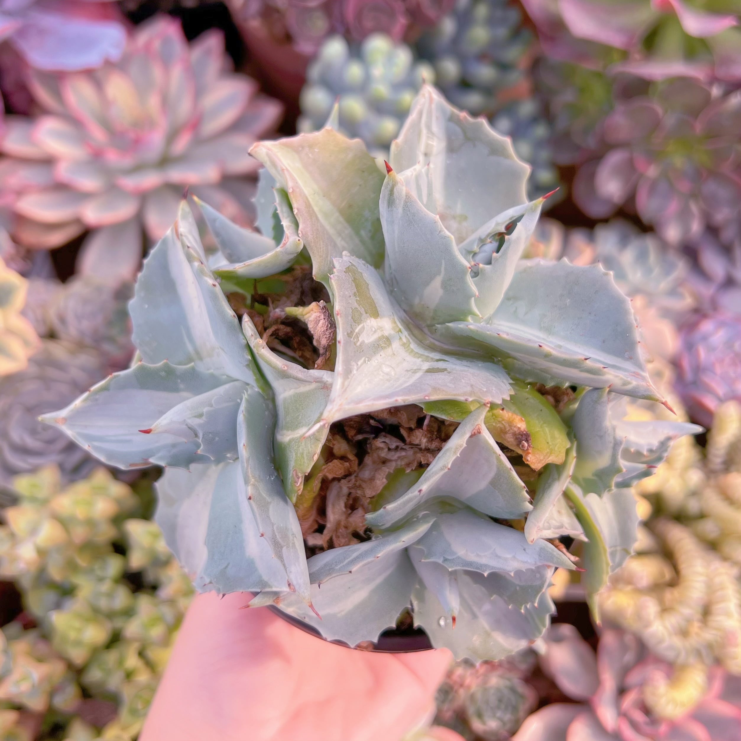 現品　王妃雷神錦#024　群生　るる農園