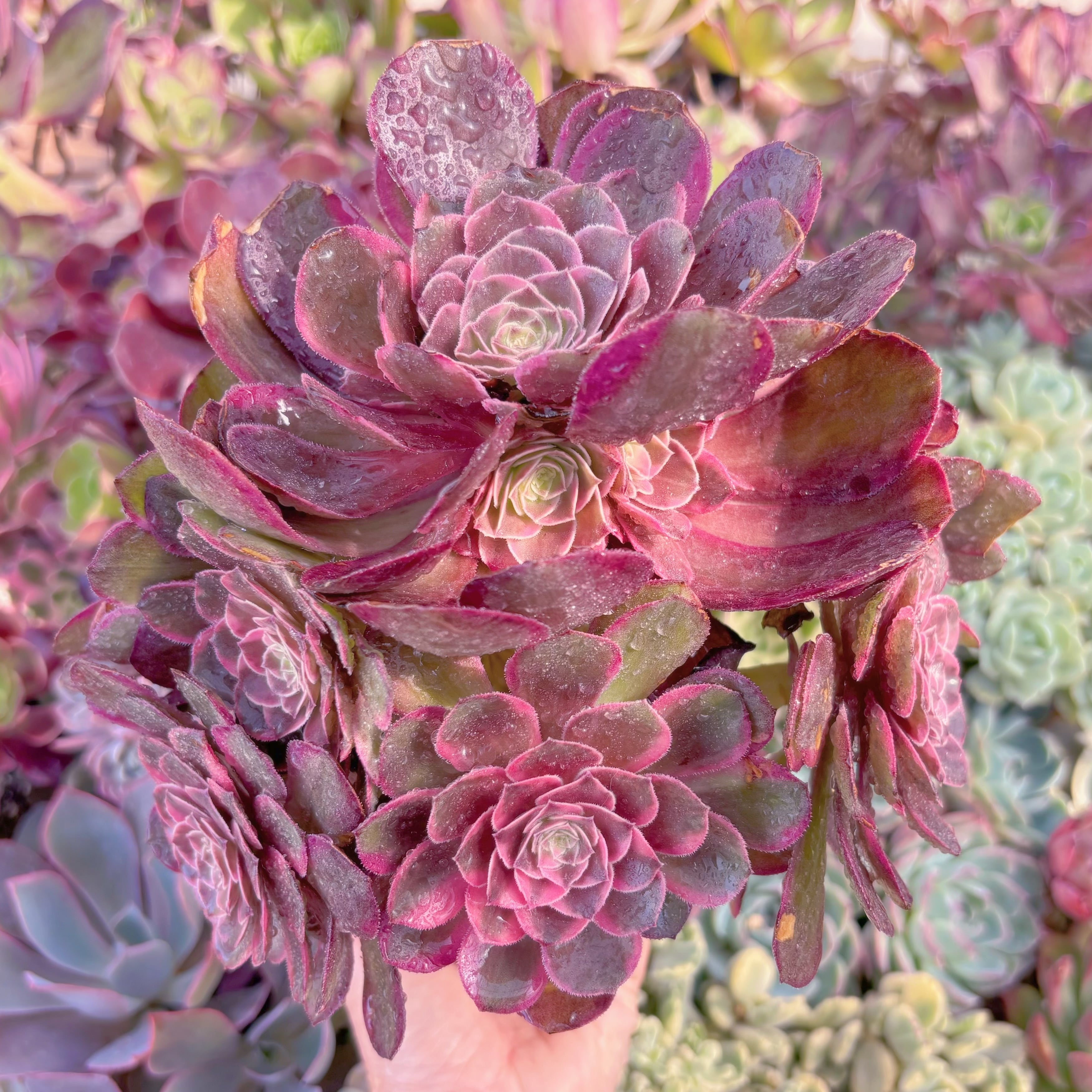 現品　Love in a Fallen City#F247　特大群生　新入荷　るる農園