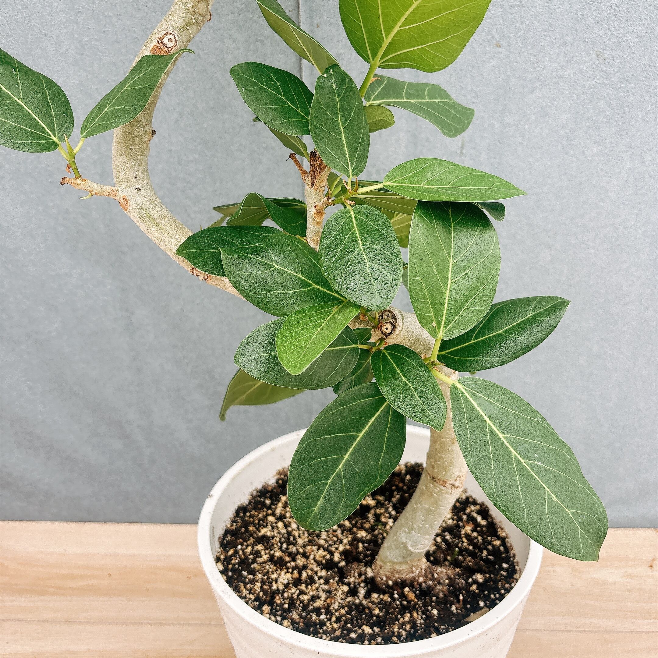 現品］7番 フィカス ベンガレンシス 曲がり 8号 観葉植物 室内 ゴムの