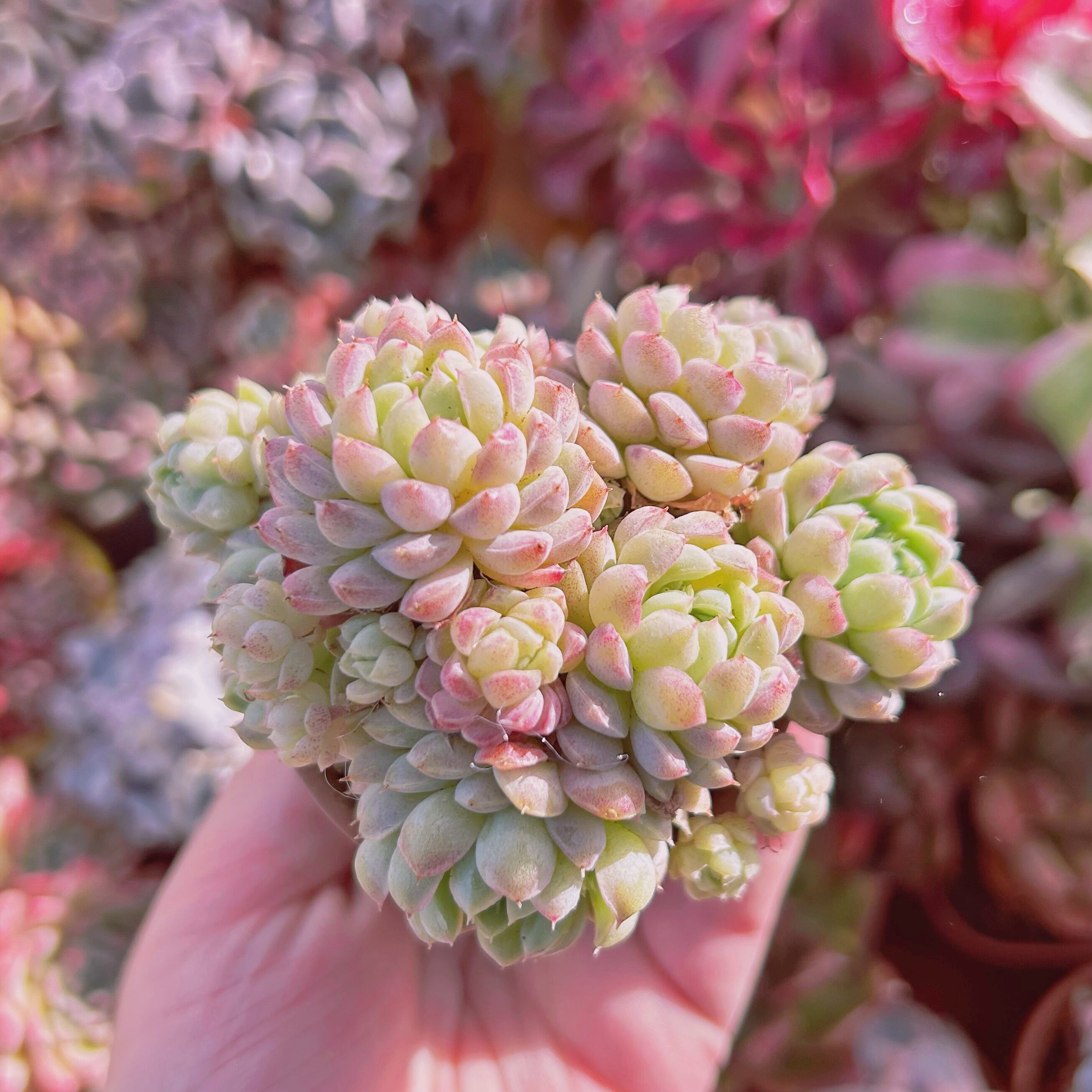 #223現物　多肉植物　ハチミツボール