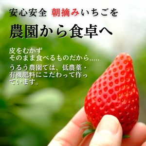 安心の農場指定!100%あまおういちご(苺/イチゴ)/冷凍