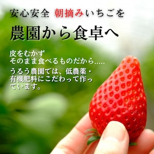 安心の農場指定!100%あまおういちご(苺/イチゴ)/冷凍