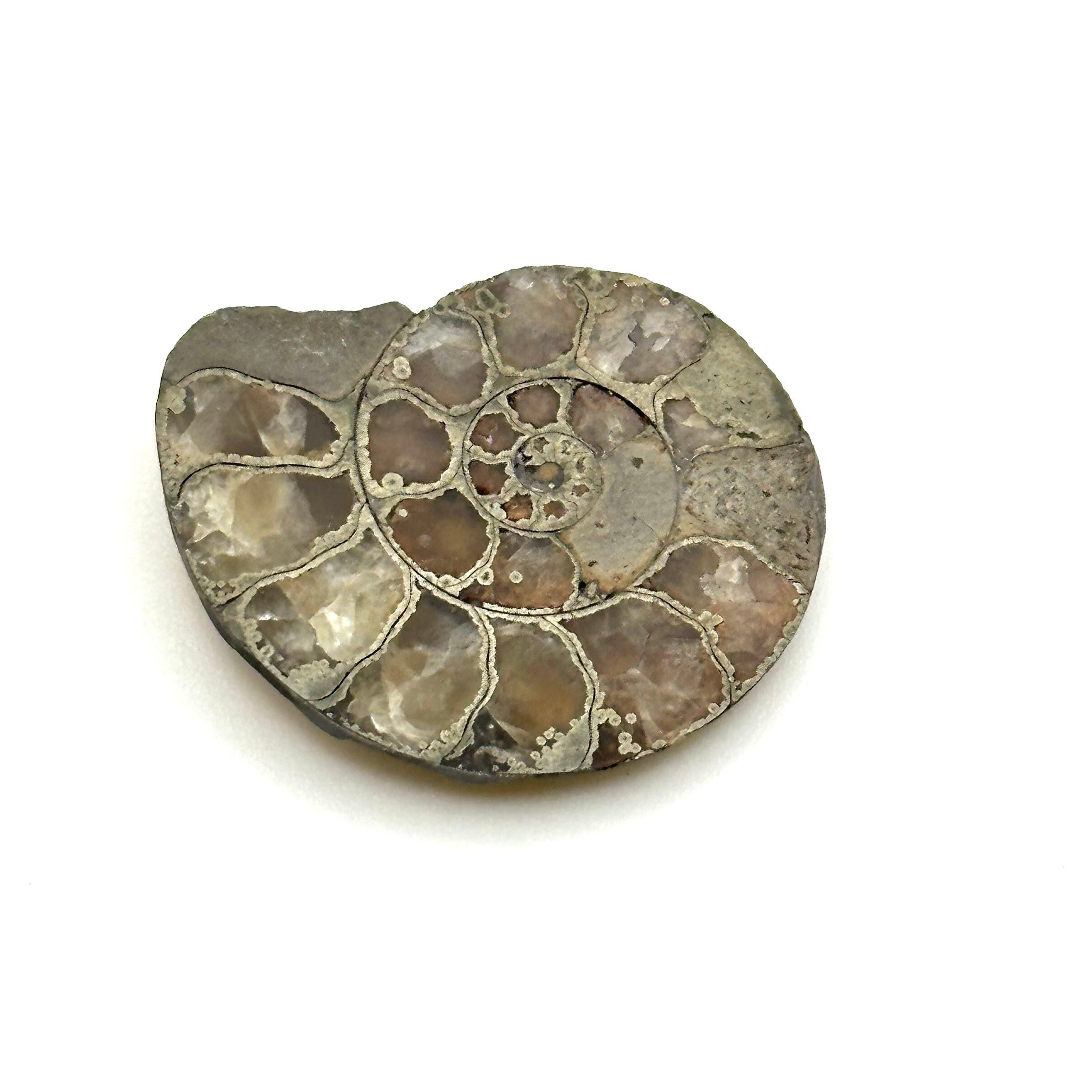 化石】アンモナイト｜アクリル板と粘土付き | 縁起屋 春日