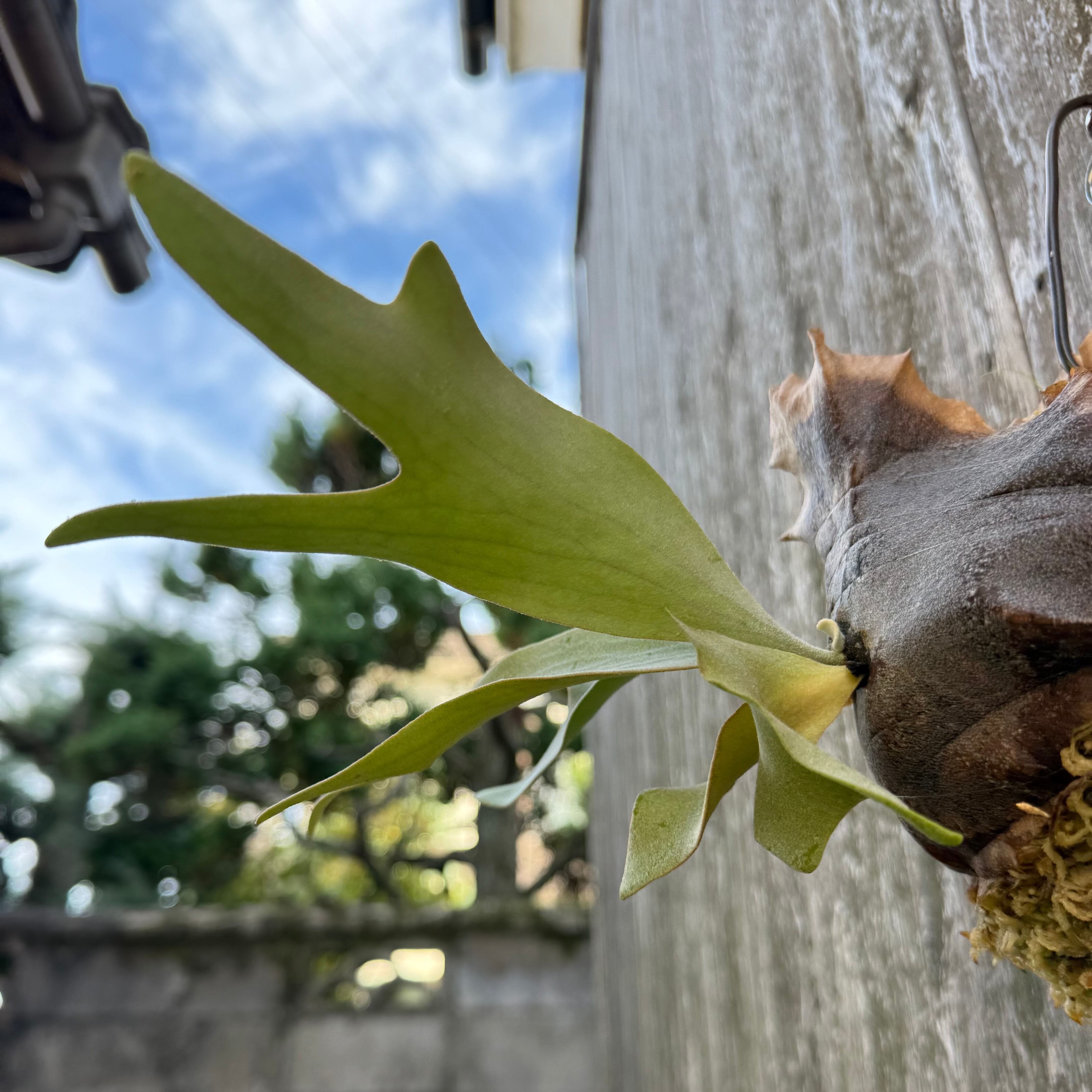 P.Ginka,P.willinckii “Yellow moon” 12th oasis sporeling | naturefix