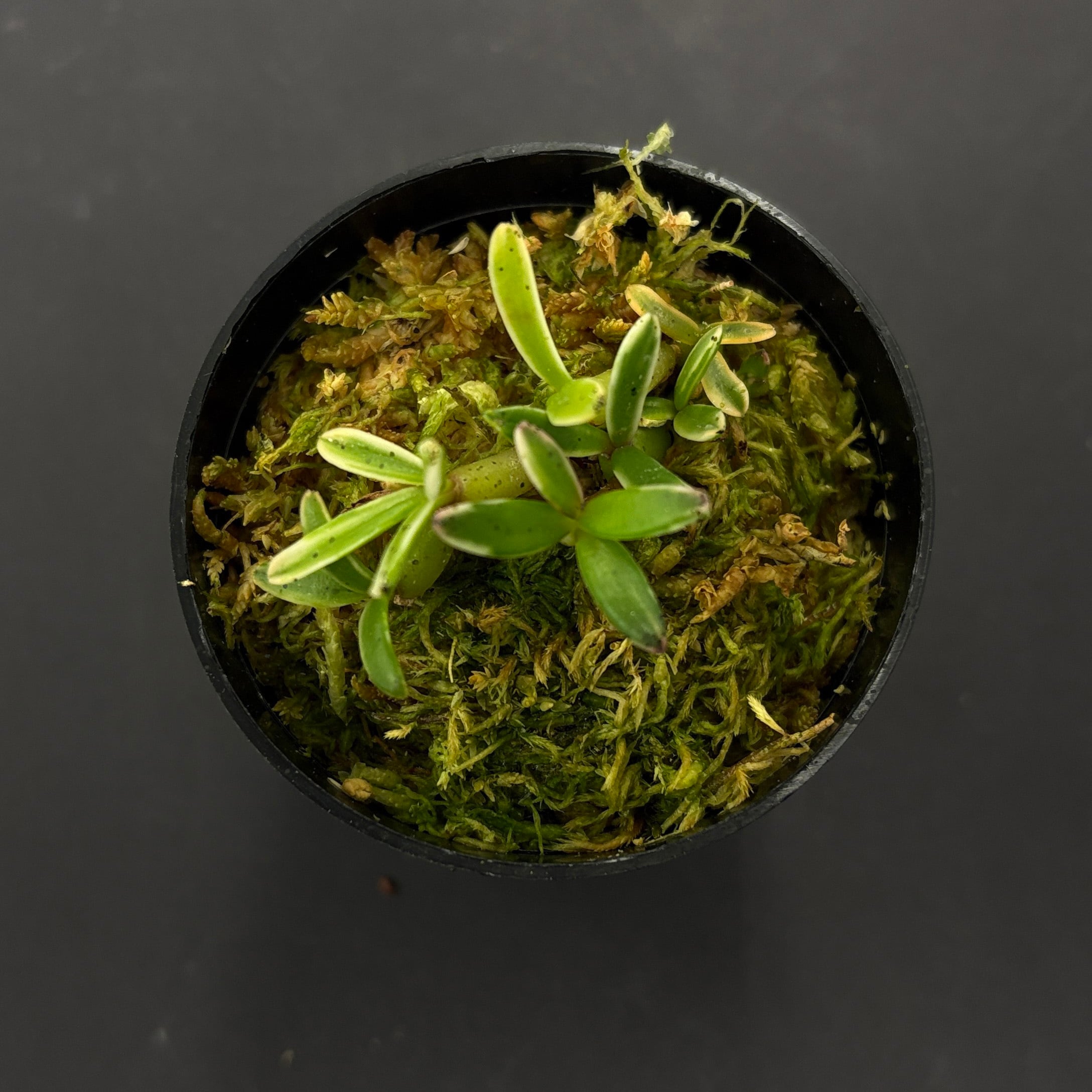 斑入り】メディオカルカ デコラタム Mediocalcar decoratum【着生ラン