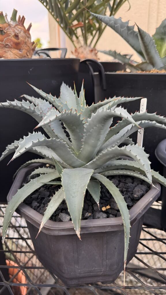 ovatifolia 'Lava Flow' オバティフォリア ラバフロー 薄斑 中斑 | PAY ID