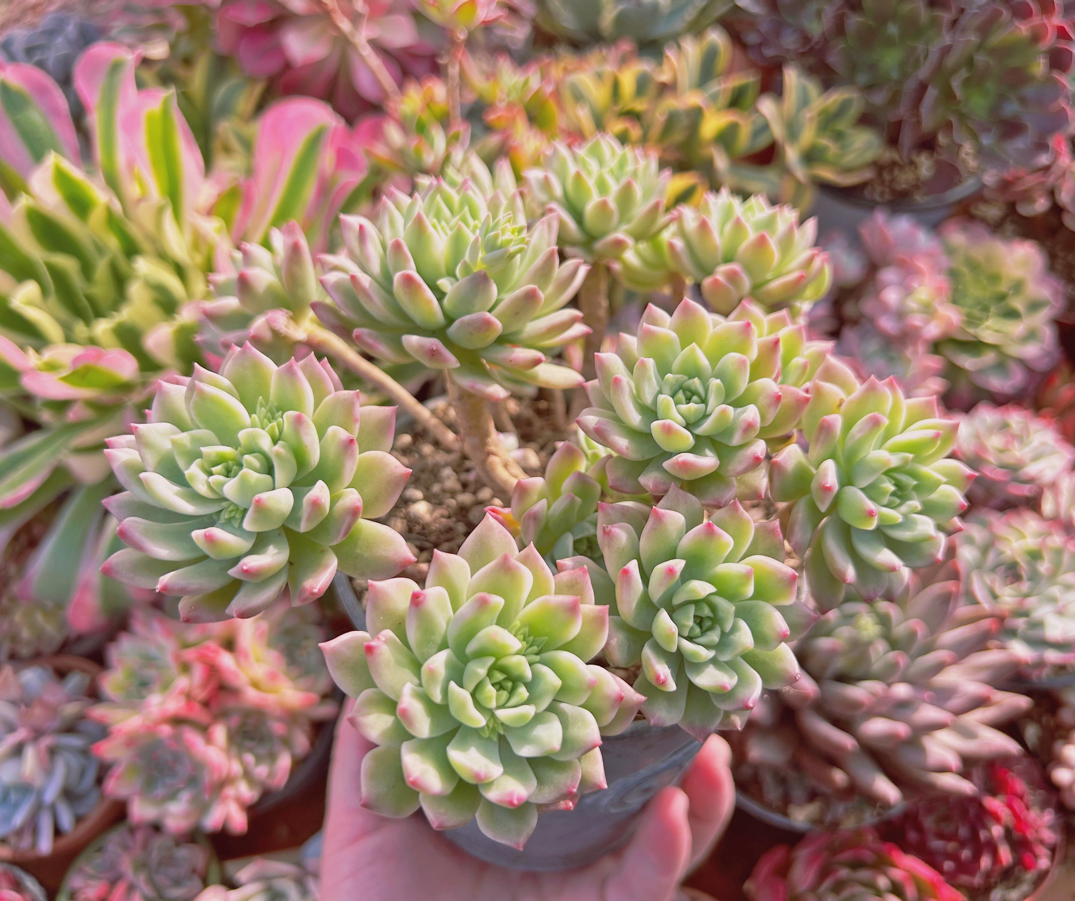 多肉植物 Echeveria マッコス錦 7頭以上 特大群生 | るる農園~多肉植物専門