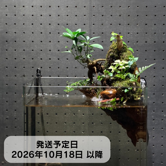 店長がまじめに選んだ アクアテラリウム用流木セット【005】 | ヒロセ