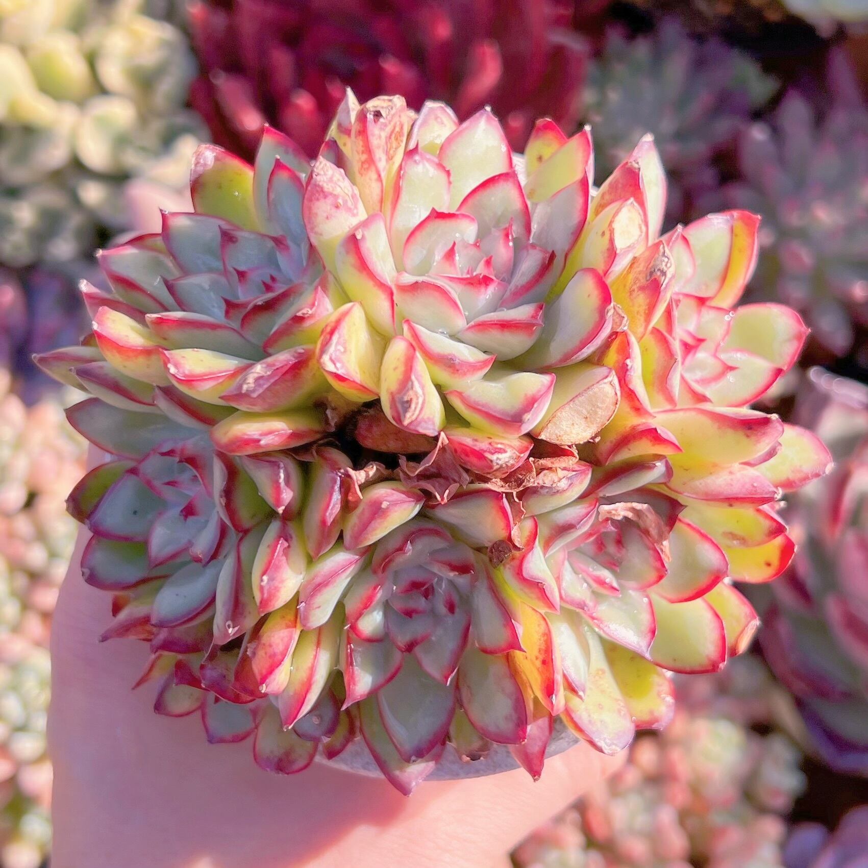 現品　メキシコプリトニス#061    群生　訳あり　るる農園