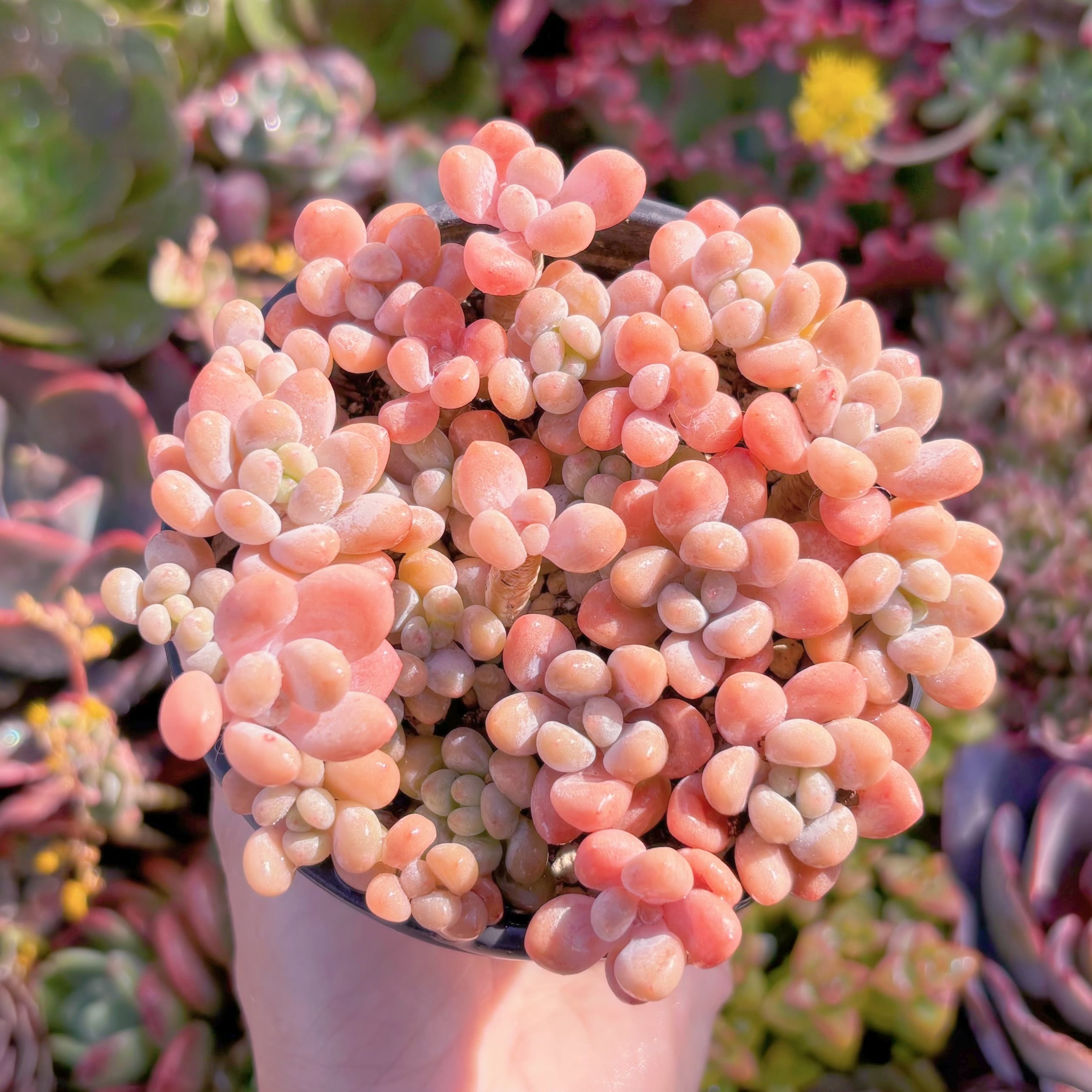 現品　キャビア#M118　大群生　るる農園