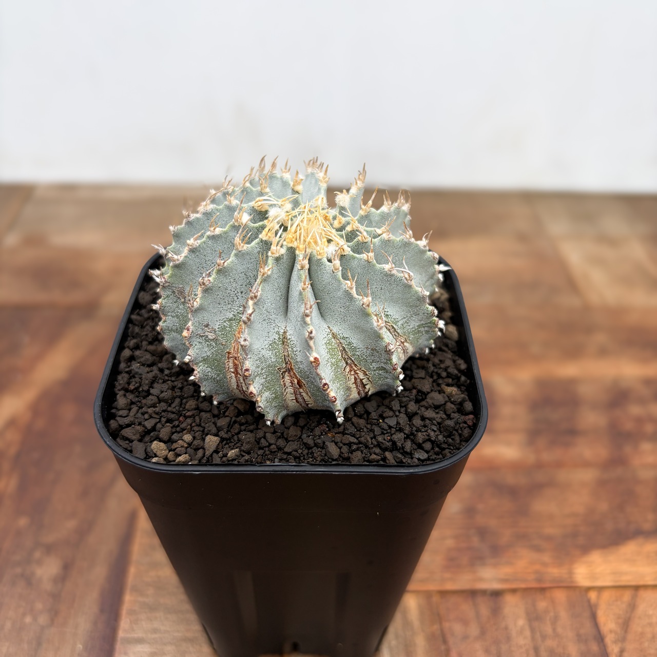 Geohintonia mexicana【ゲオヒントニア・メキシカーナ】