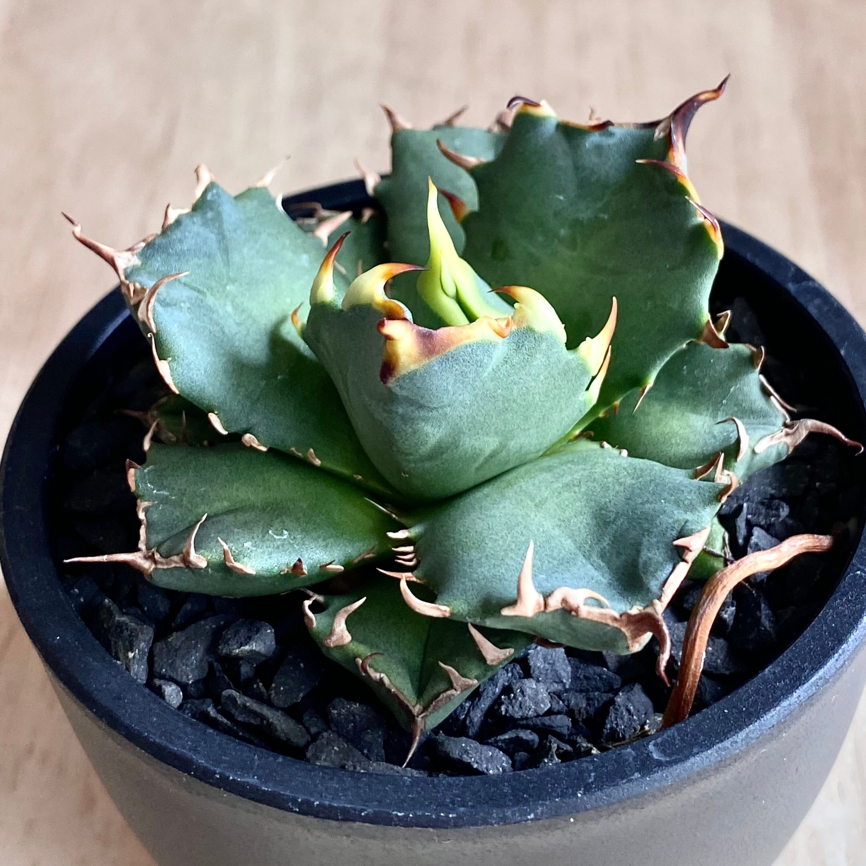 agave titanota No1/アガベ チタノタ ナンバーワン【観葉植物】【多肉植物】【インテリア】【鉢込み発送】【発根済】【美株】