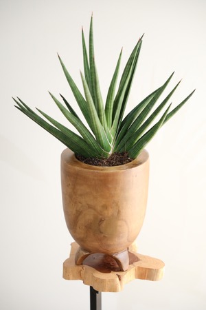 【M】サンスベリア ギガスパーキー/Sanseveria Boncellensis　※ウッド鉢カバー付き