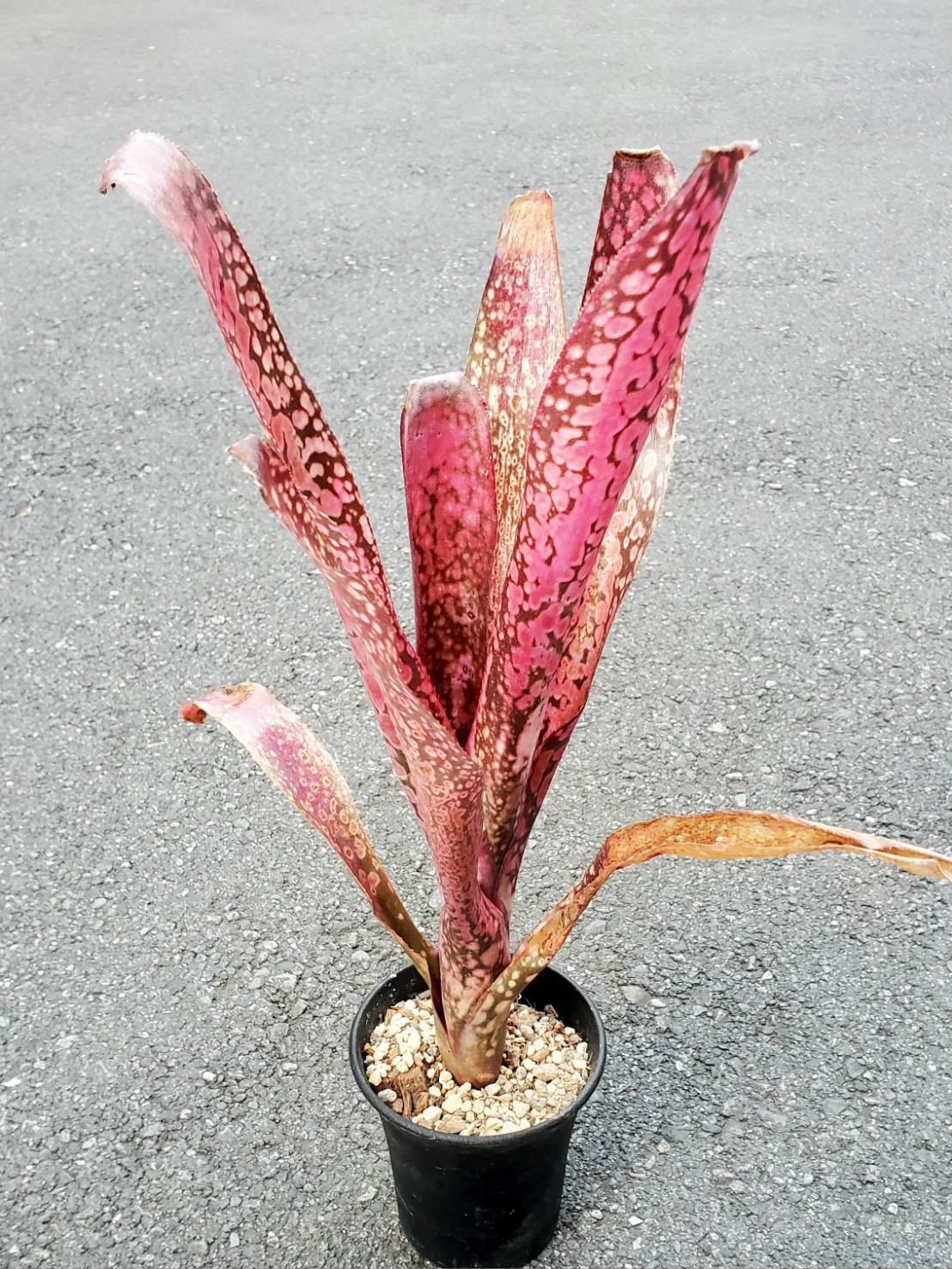 Billbergia Dilicioso 【artPLANTs】Billbergia/ビルベルギア/タンク